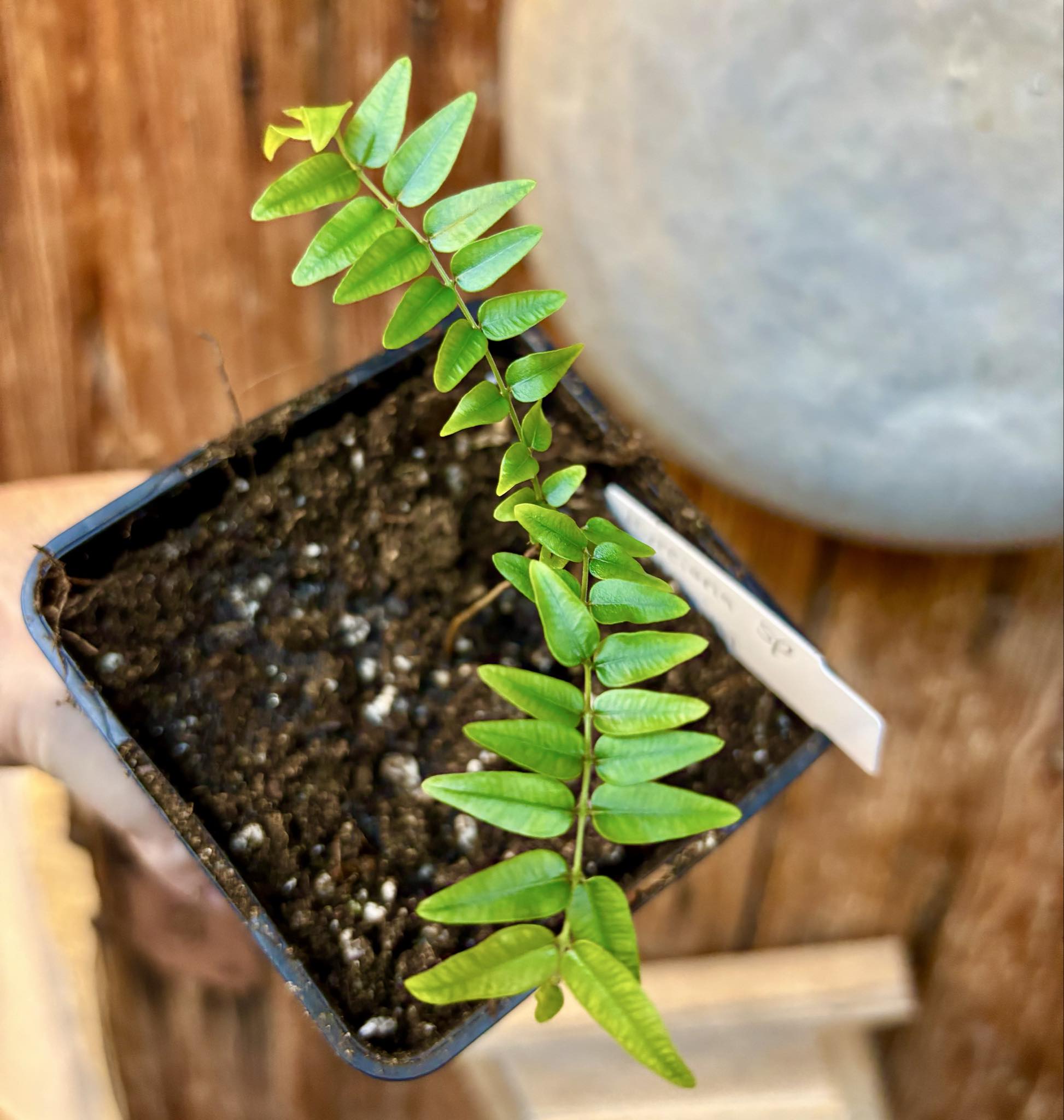 Myrciaria sp Maruim - 1 potted seedling / 1 getopfter Sämling