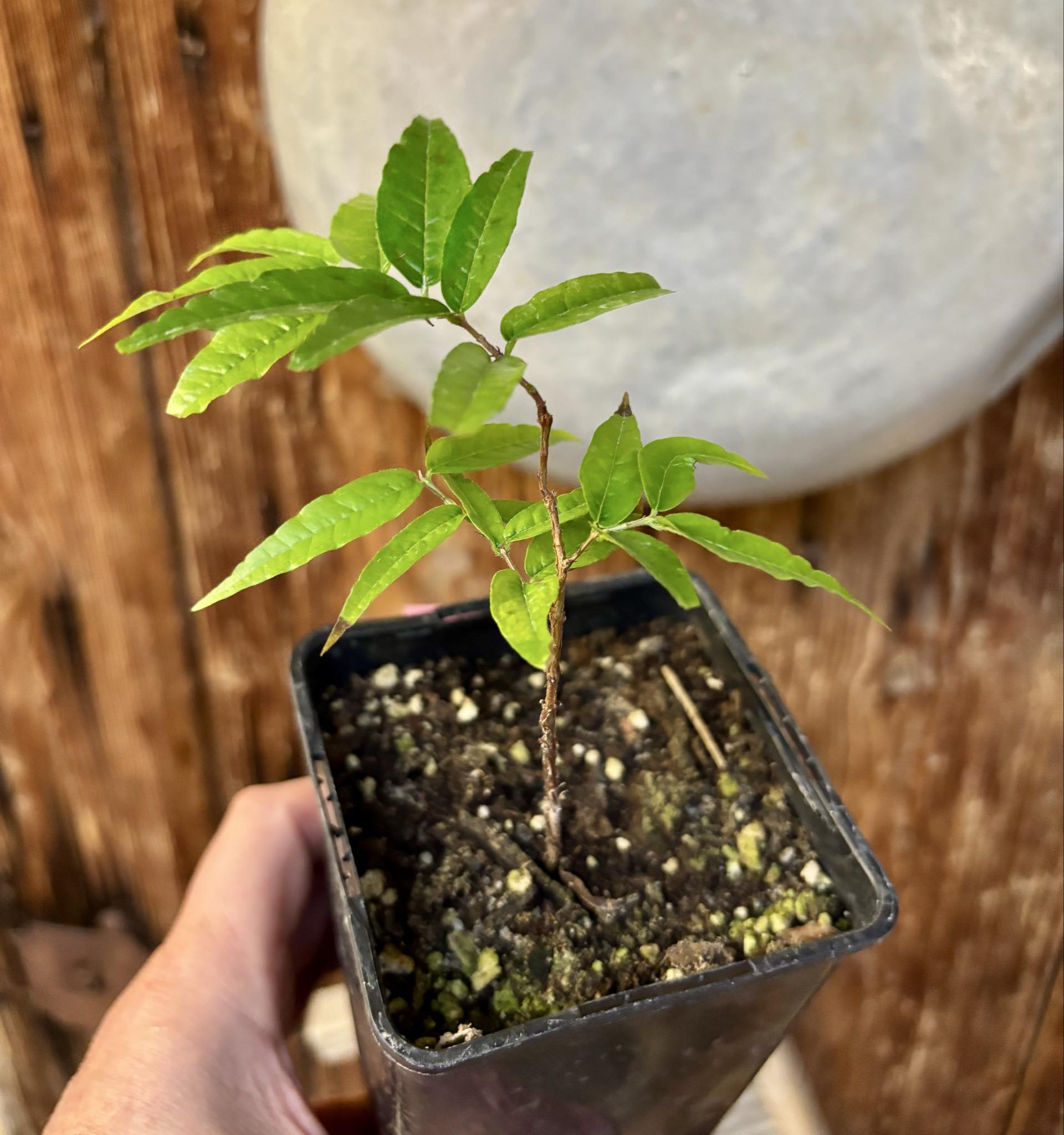 Plinia spiritosantensis var. Mucuri Velvet - 1 potted plant/ 1 getopfte Pflanze Plinia spiritosantensis var. Mucuri Velvet - 1 potted plant/ 1 getopfte Pflanze