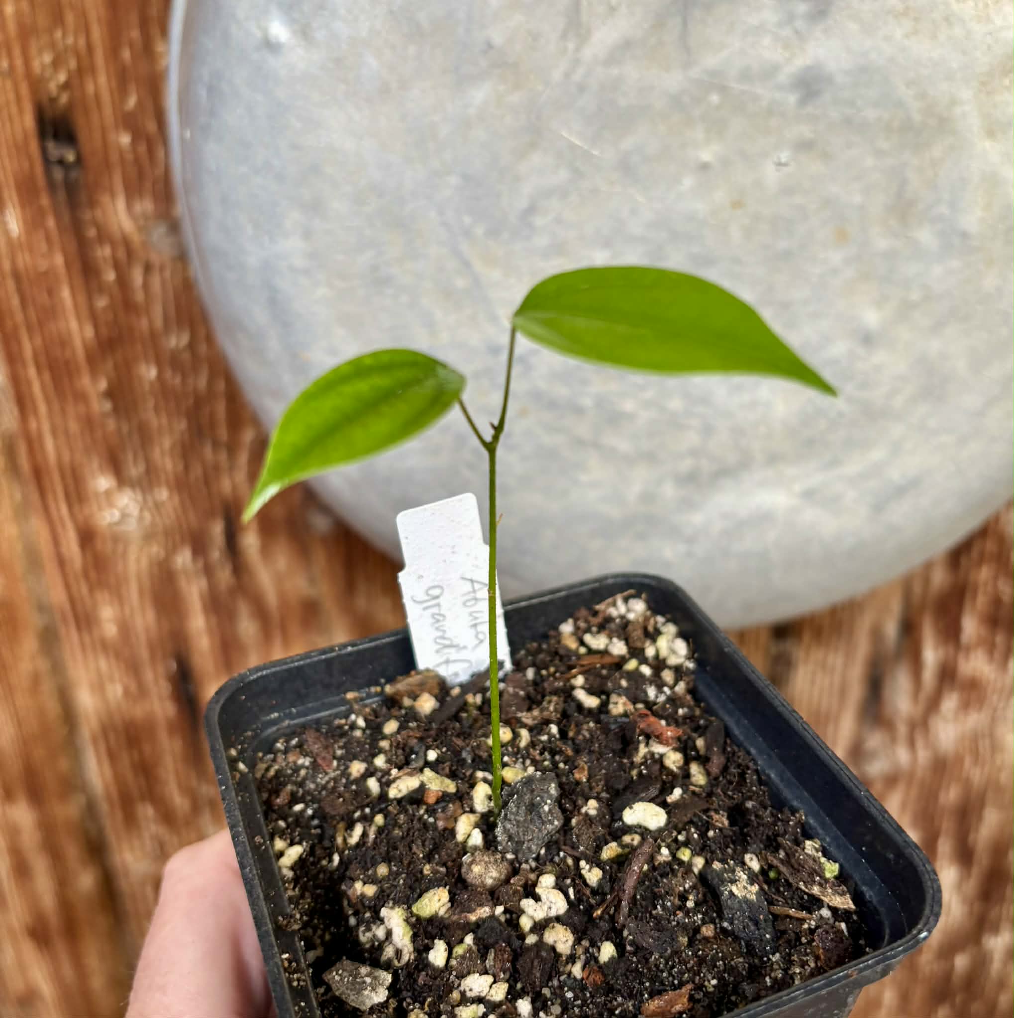 Pitombinha da Amazonia (Abuta grandifolia) - 1 potted seedling / 1 getopfter Sämling