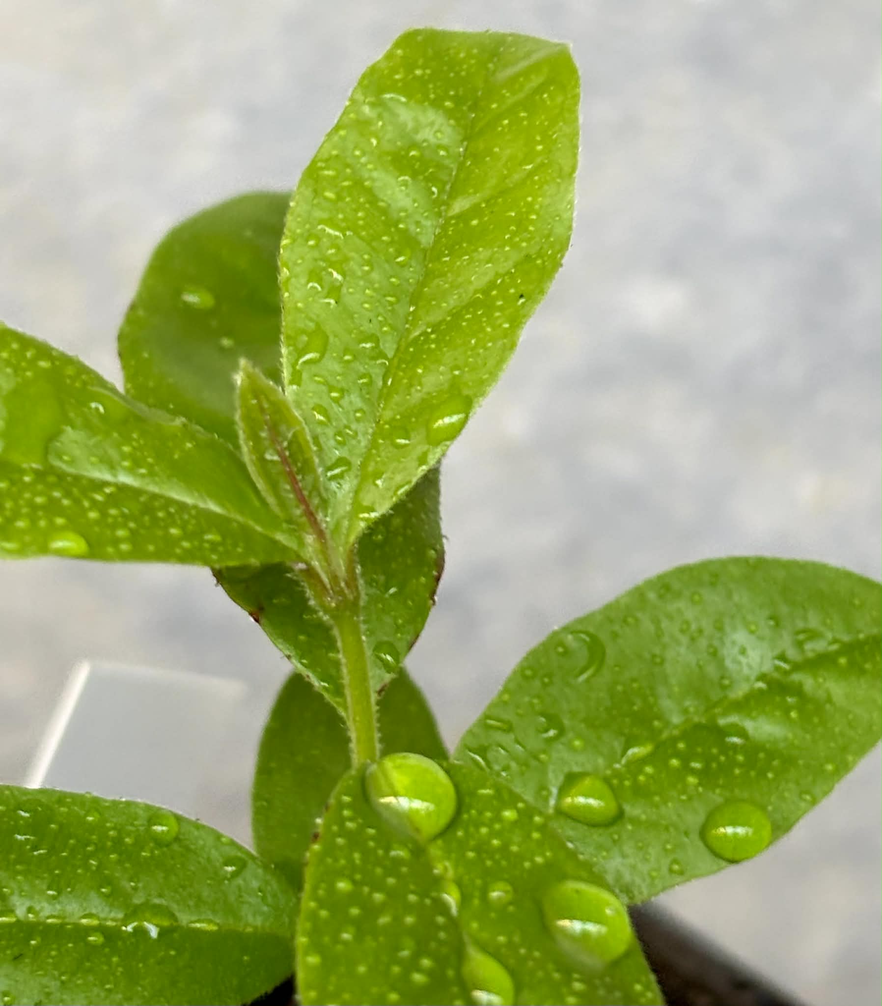 Psidium sp Aporá - 1 potted seedling / 1 getopfter Sämling