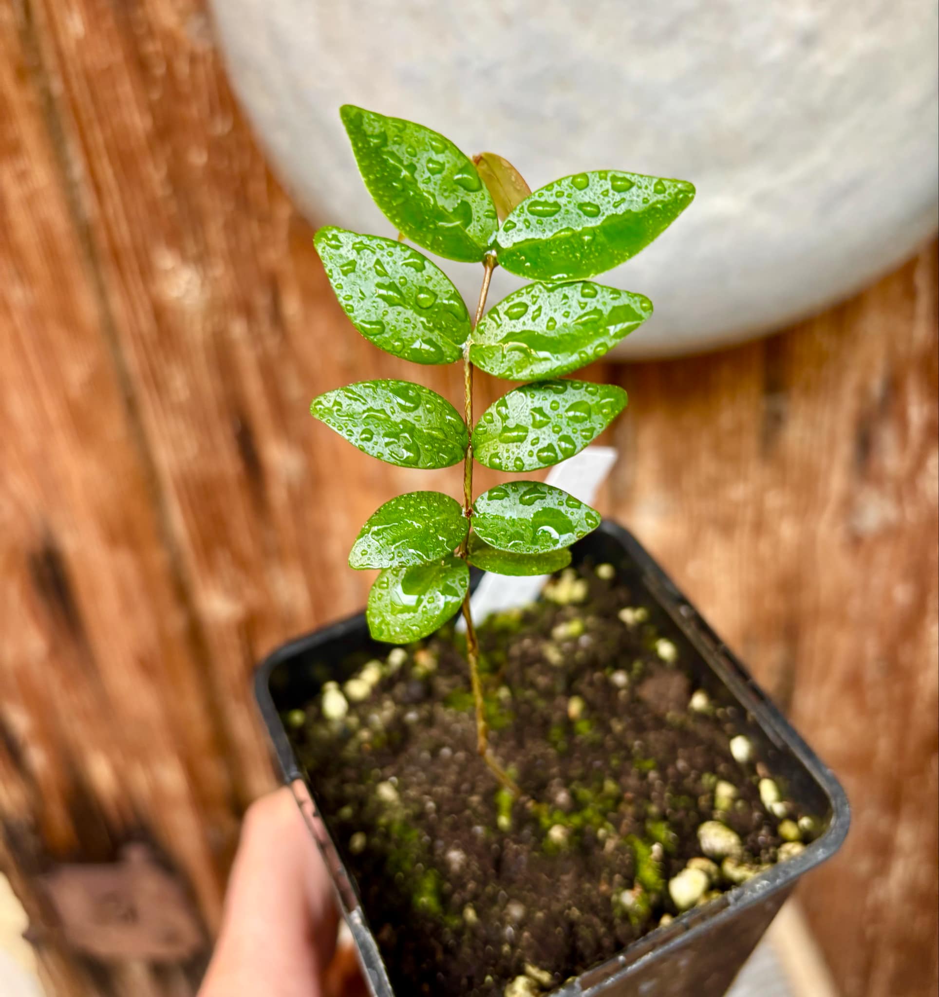Eugenia sp Chiapas - 1 small potted seedling / 1 kleiner, getopfter Sämling