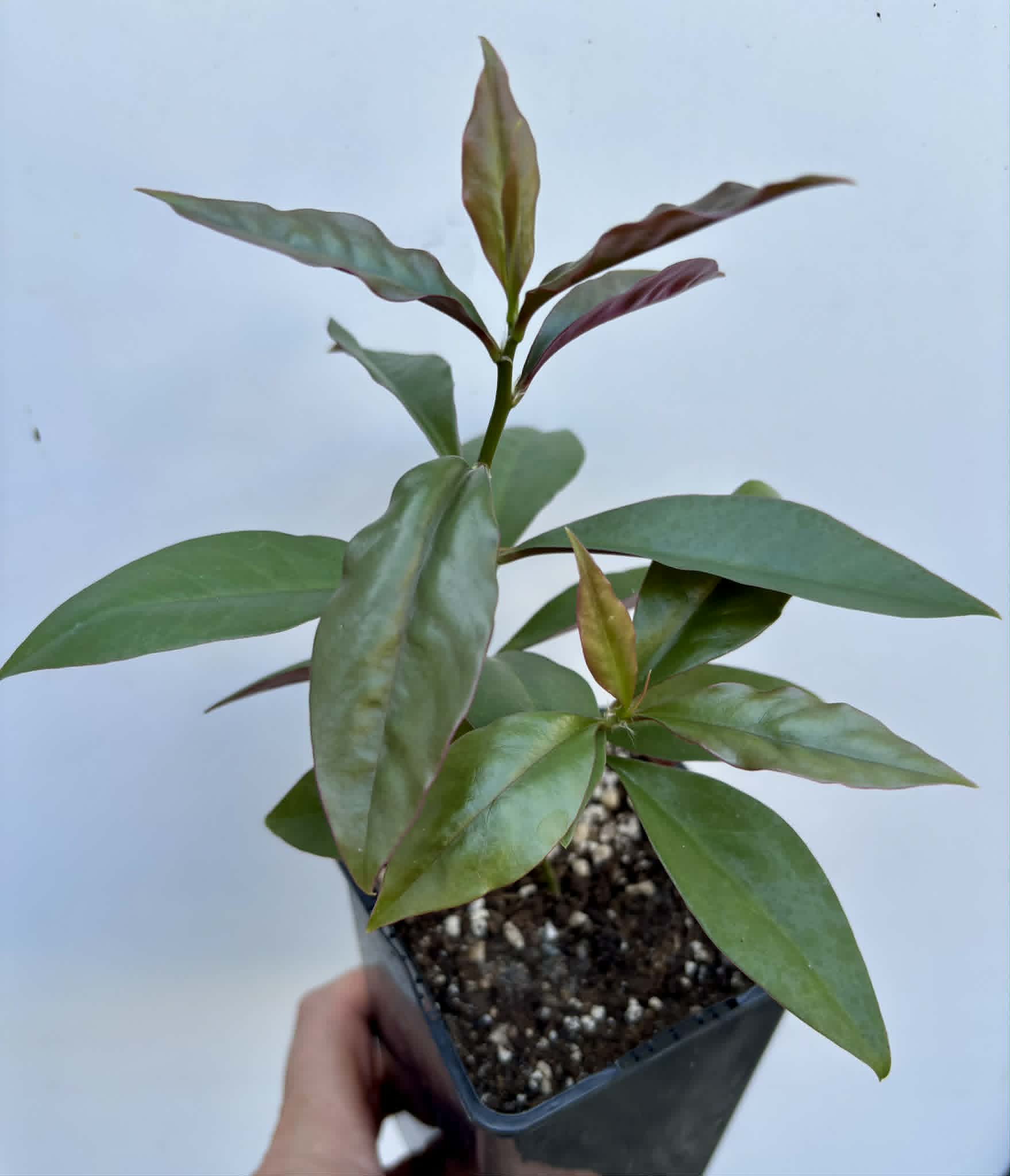 Barbados Gooseberry - Pereskia aculeata- 1 potted plant / 1 getopfte Pflanze 