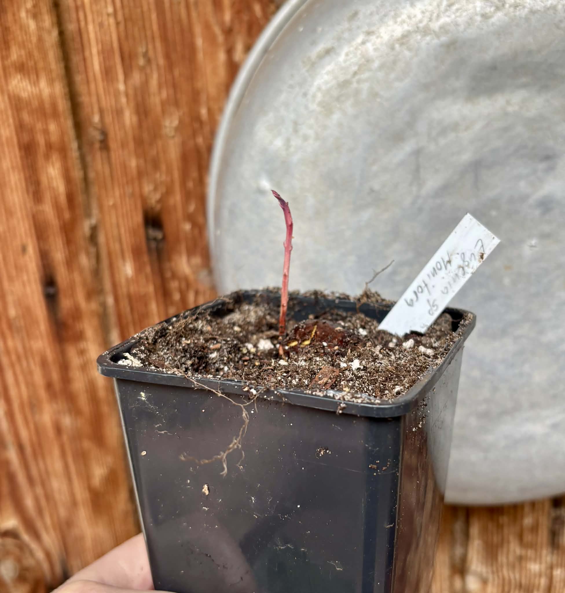 Eugenia sp Monitora - 1 potted seedling / 1 getopfter Sämling