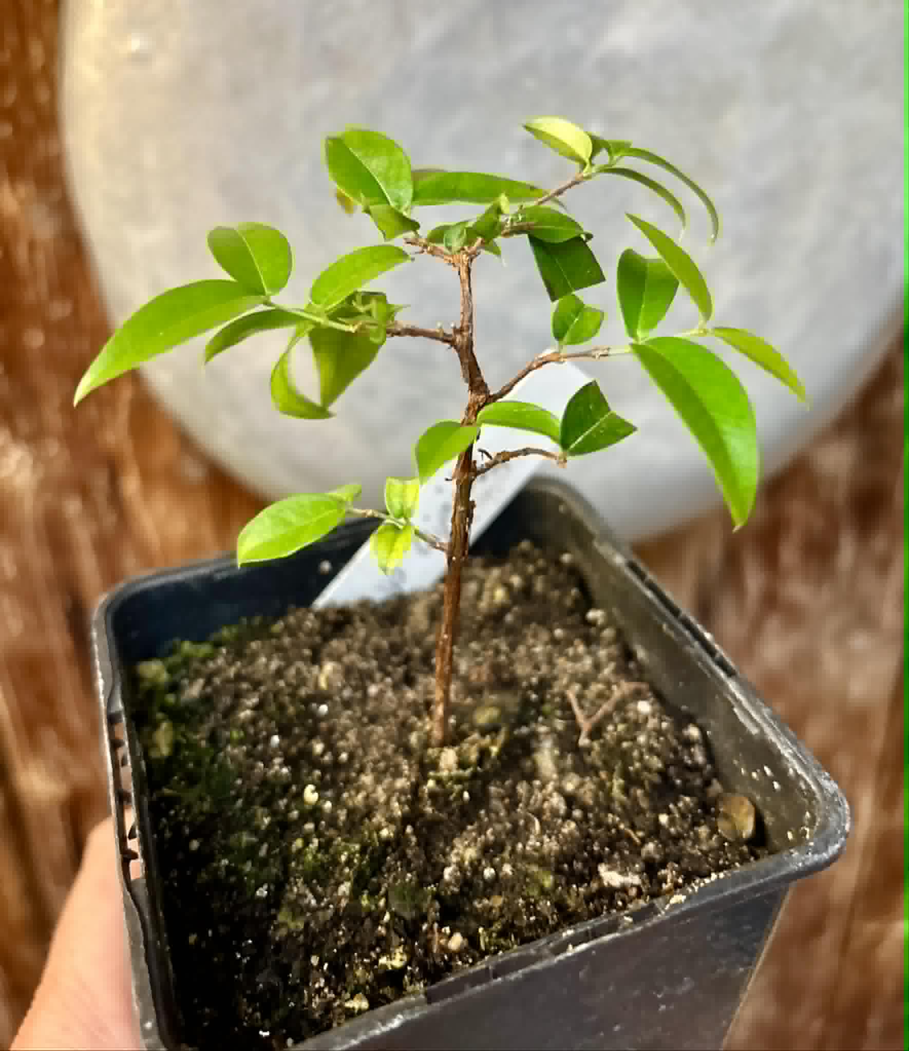 Jaboticaba Oipirinha (Plinia sp) - 1 potted plant/ 1  getopfte Pflanze