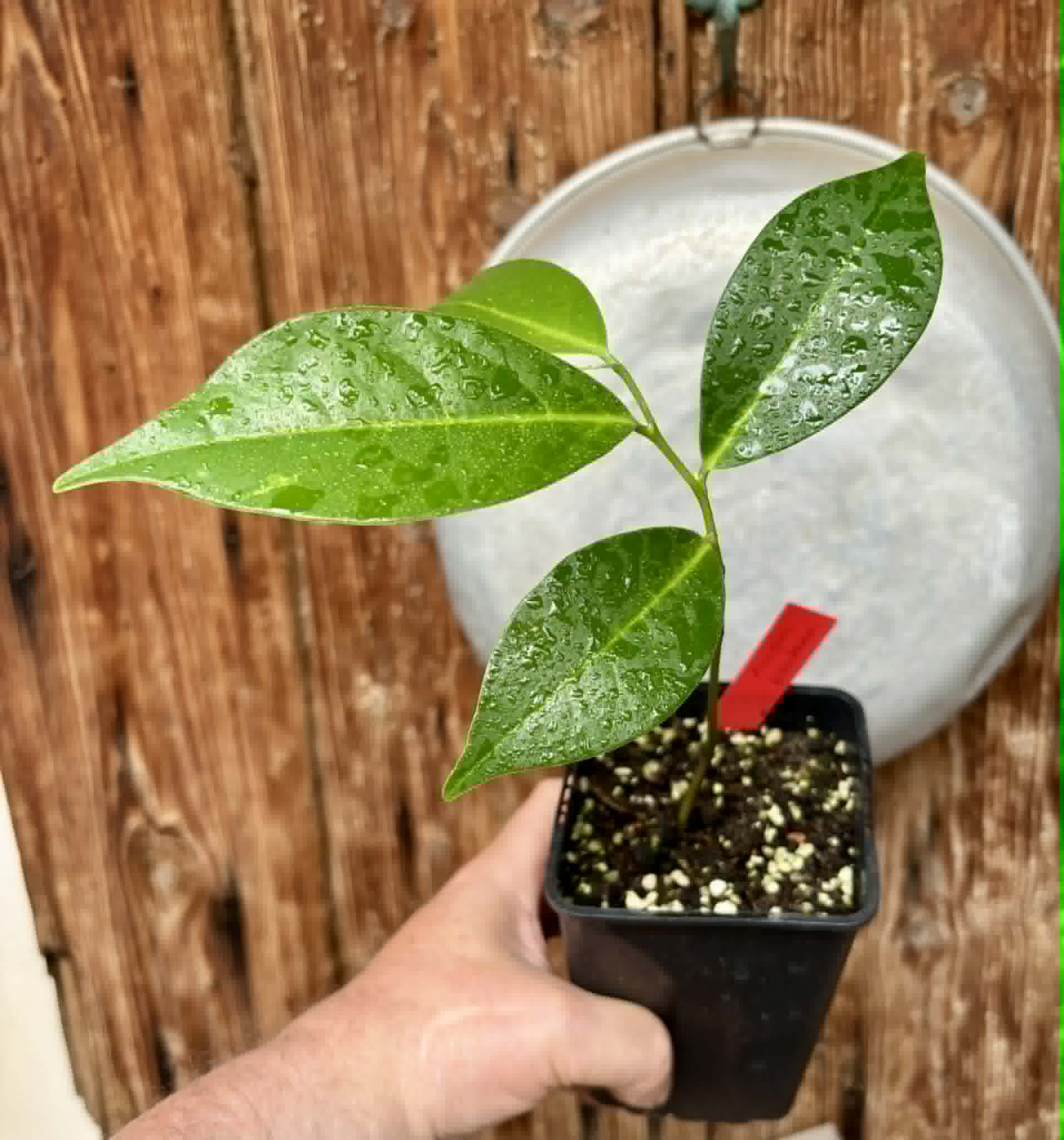 Annona montana - Mountain Soursop - 1 potted plant / 1 getopfte Pflanze