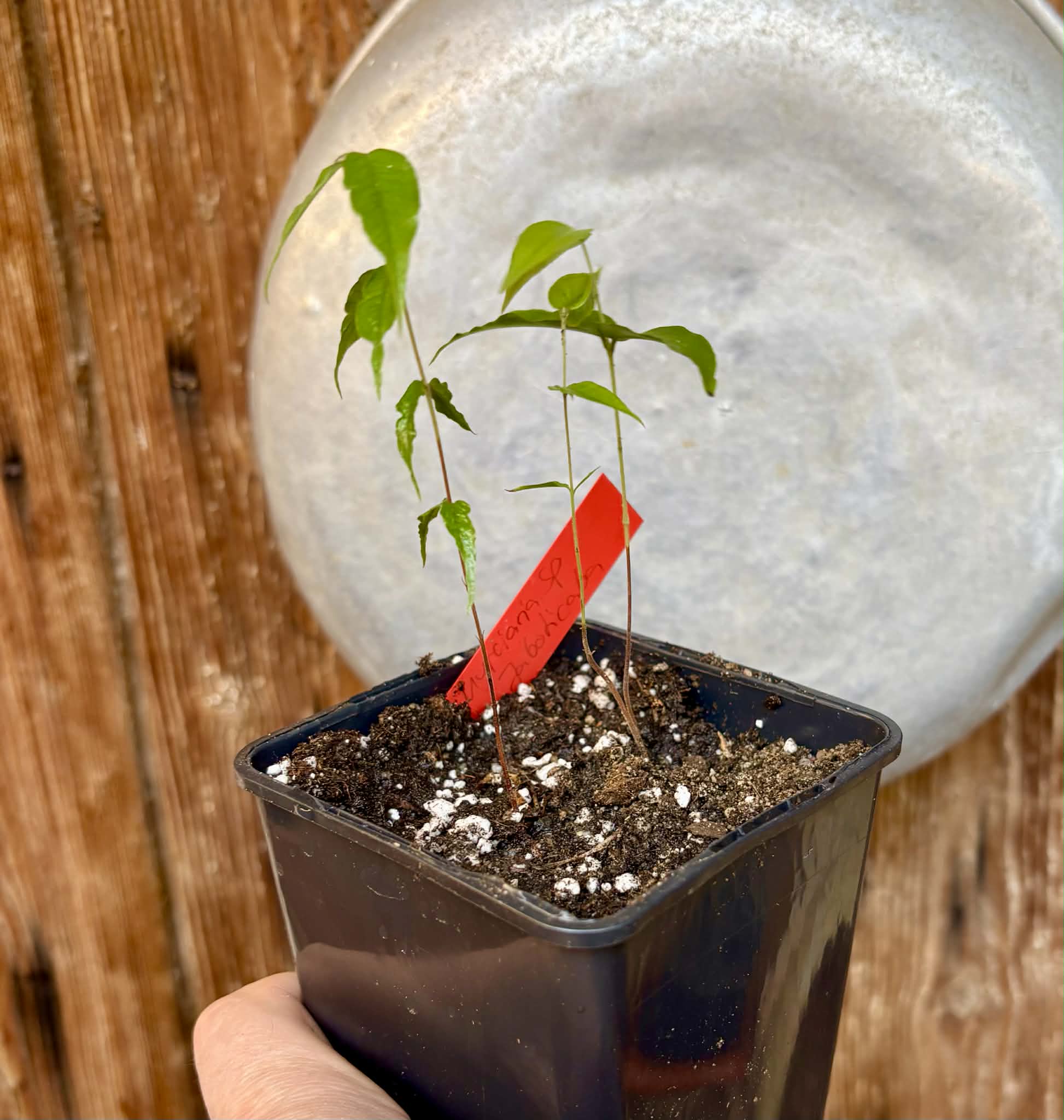 2 in one pot - Myrciaria sp Jaboticaba - 1 potted plant / 1 getopfte Pflanze Kopie