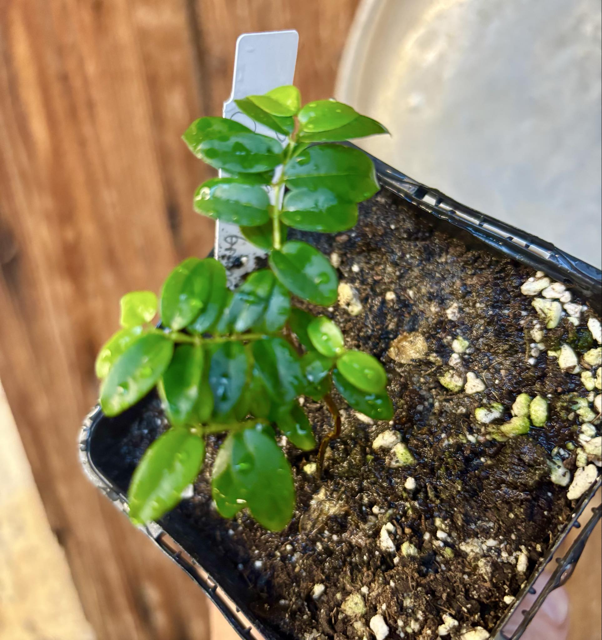 Jaboticaba - Plinia sp Canelinha Polpa branca - 1 small potted seedling / 1 kleiner, getopfter Sämling