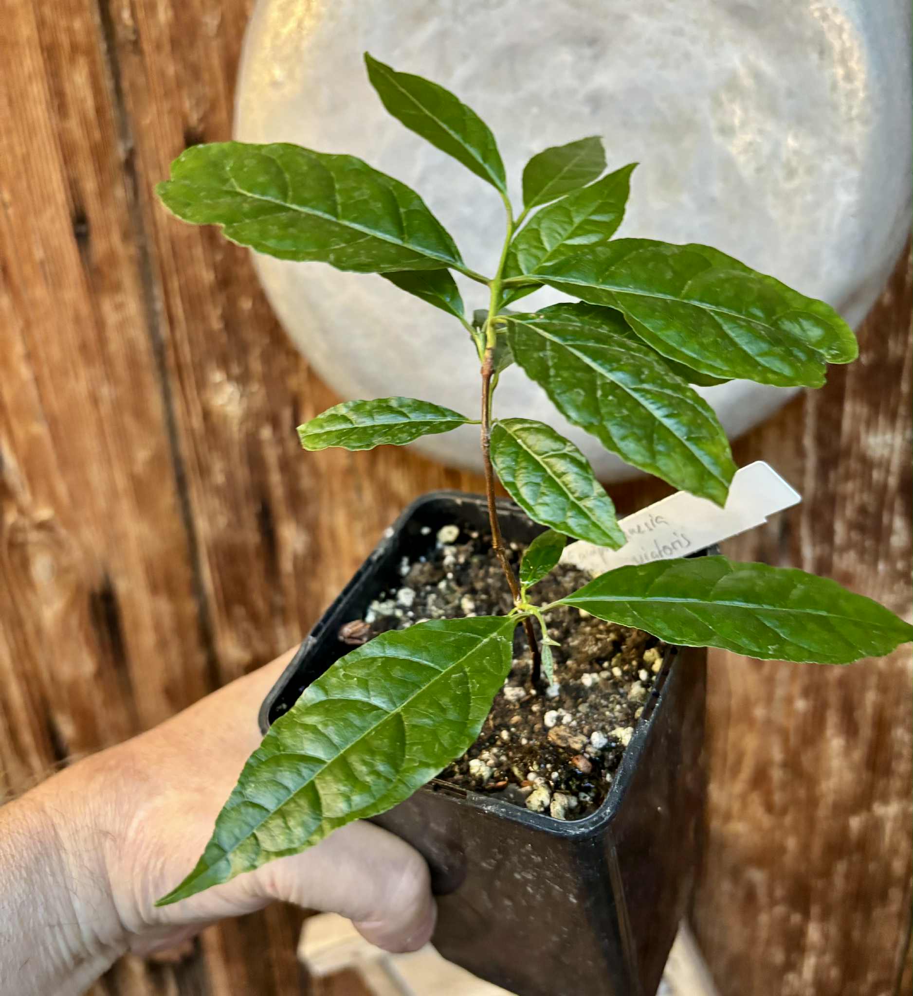 Campomanesia viatoris - 1 potted plant / 1 getopfte Pflanze