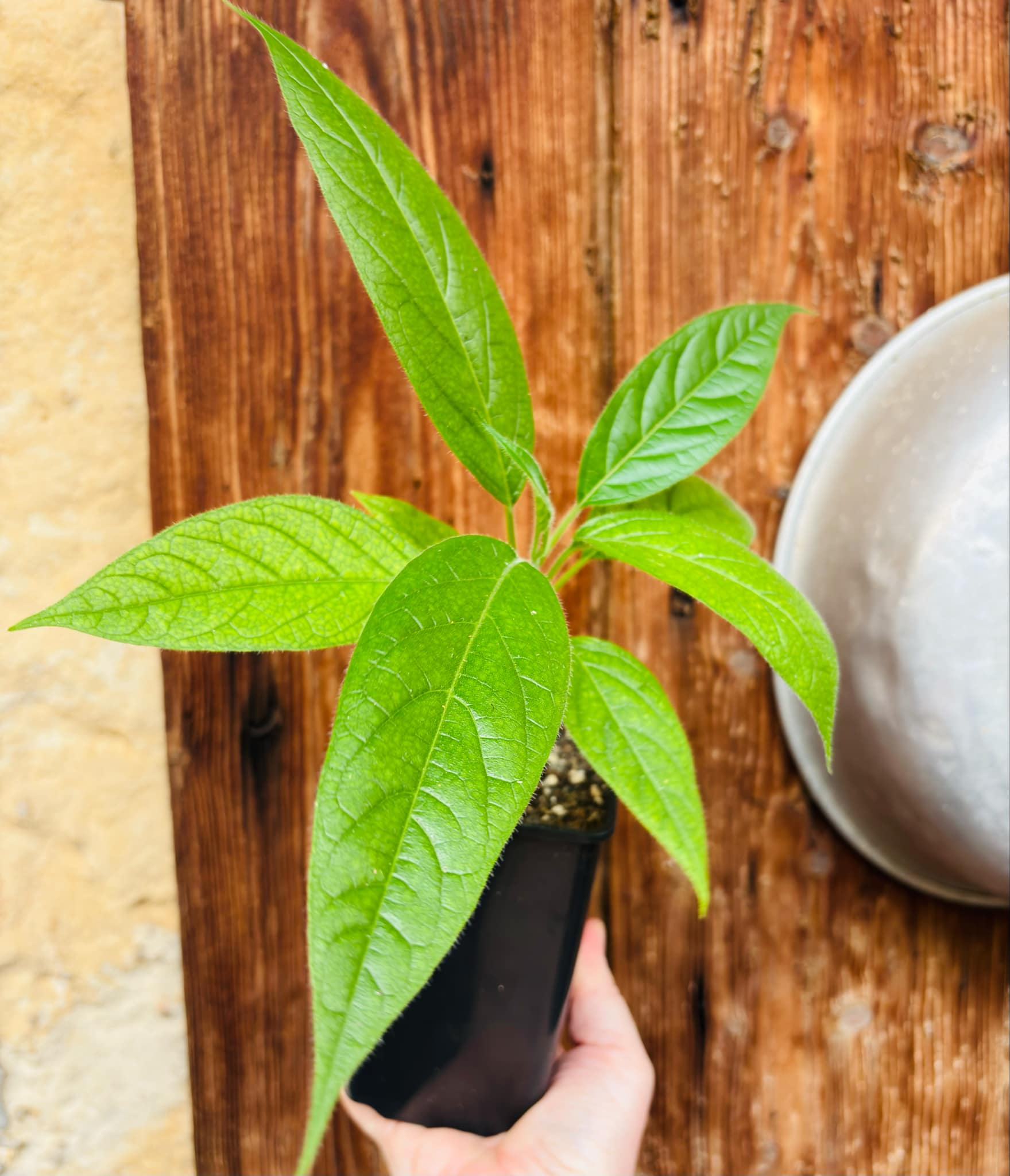 Solanum luridifuscescens - Tomatao Verde Piloso - 1 small potted seedling / 1 kleiner, getopfter Sämling Solanum luridifuscescens - Tomatao Verde Piloso - 1 small potted seedling / 1 kleiner, getopfter Sämling