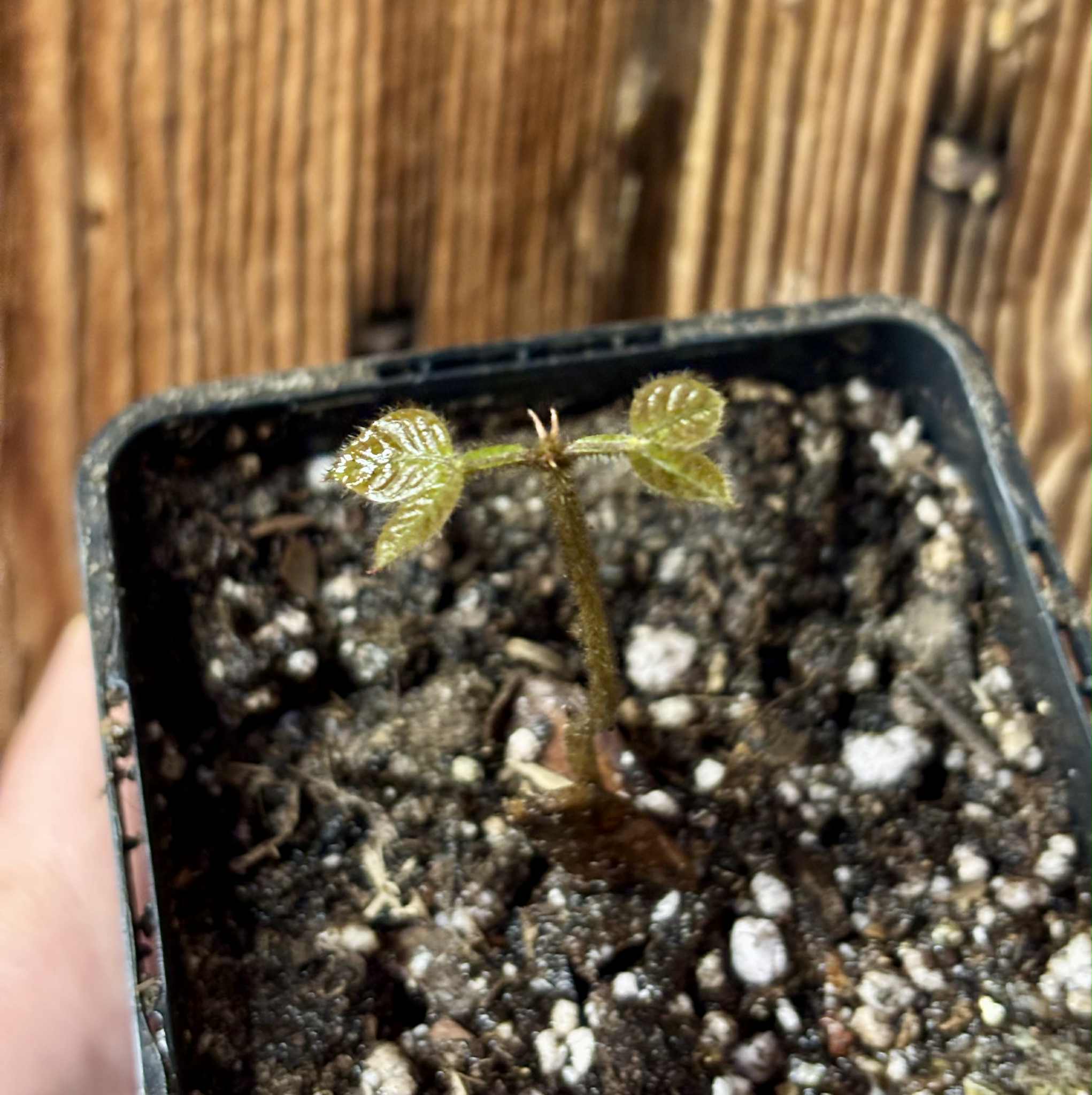 Inga aptera  - 1 potted seedling / 1 getopfter Sämling