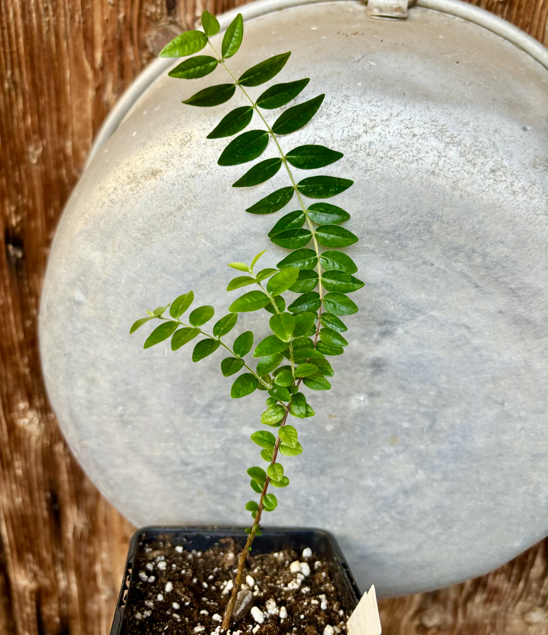 Myrciaria sp Pastora - 1 potted seedling / 1 getopfter Sämling