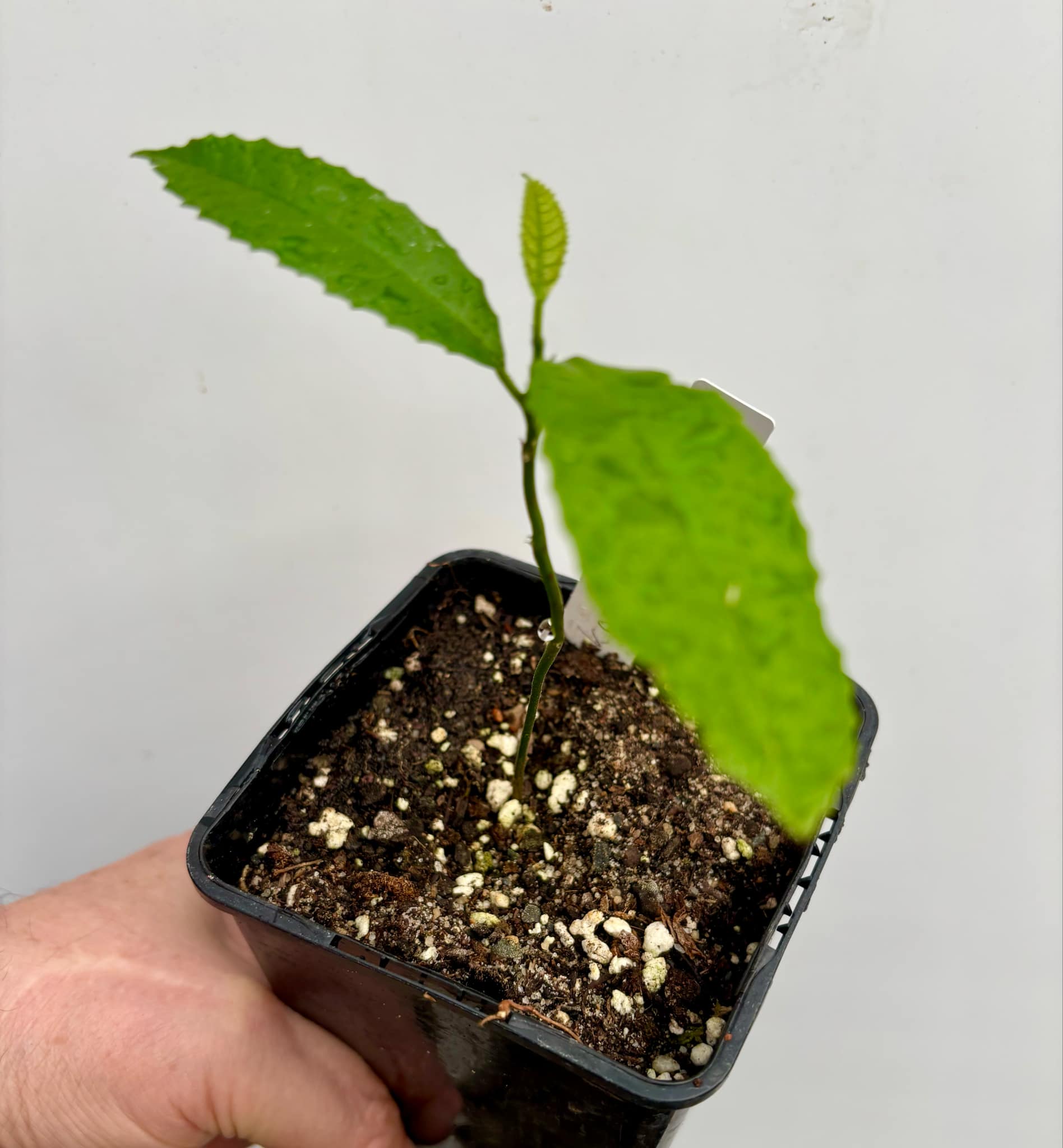 Artocarpus lacucha - Lakoocha  -  1 small potted plant / 1 kleine, getopfte Pflanze