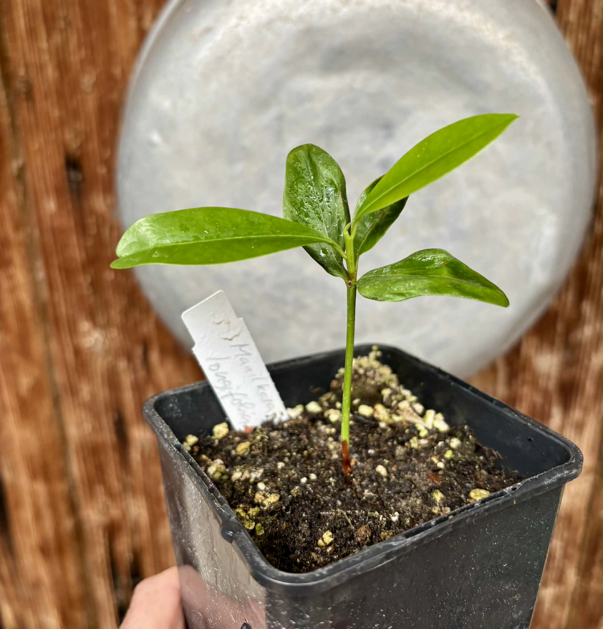 Manilkara longifolia - 1 potted plant / 1 getopfte Pflanze