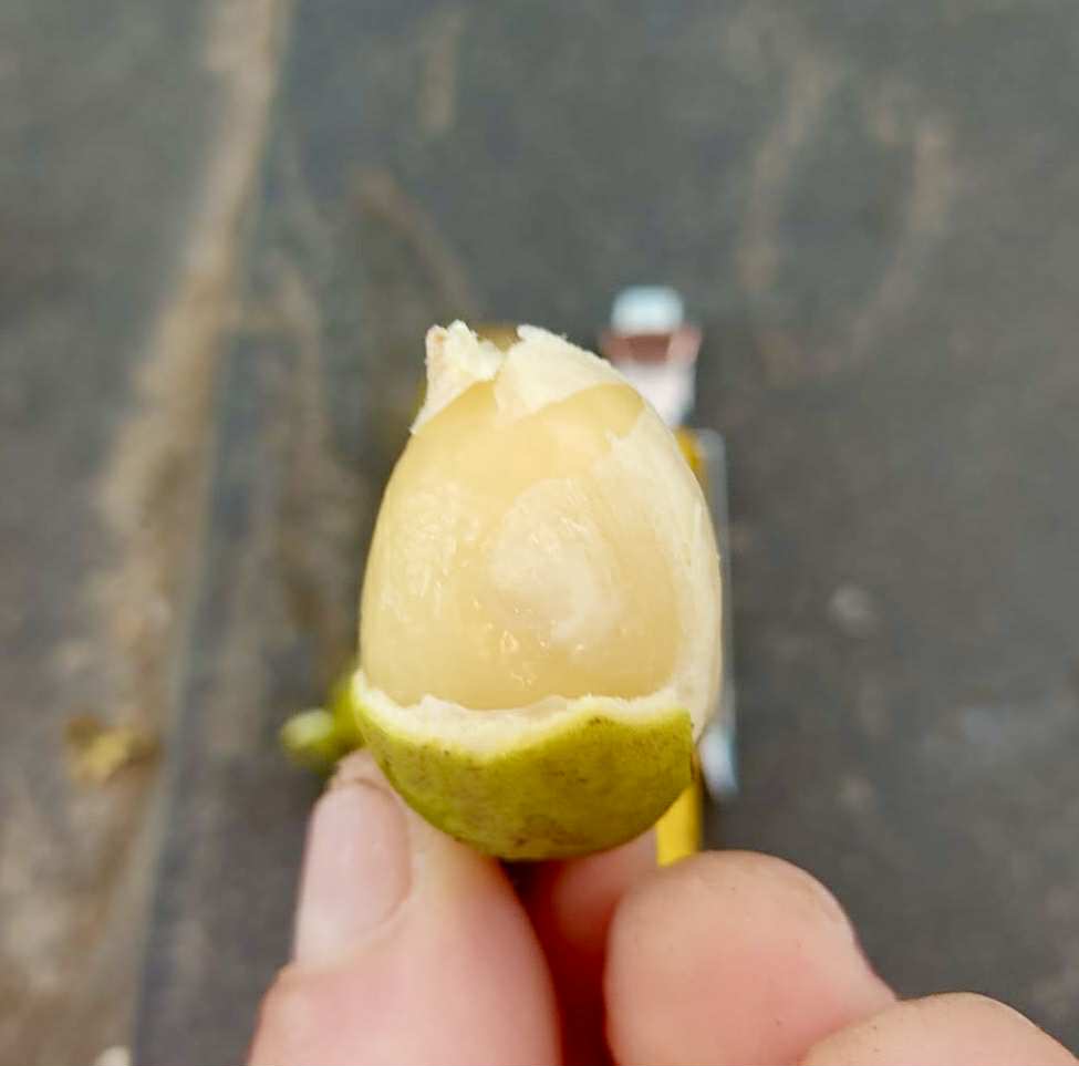 Melicoccus sp Bahia - 1 fresh seed / 1 frischer Samen