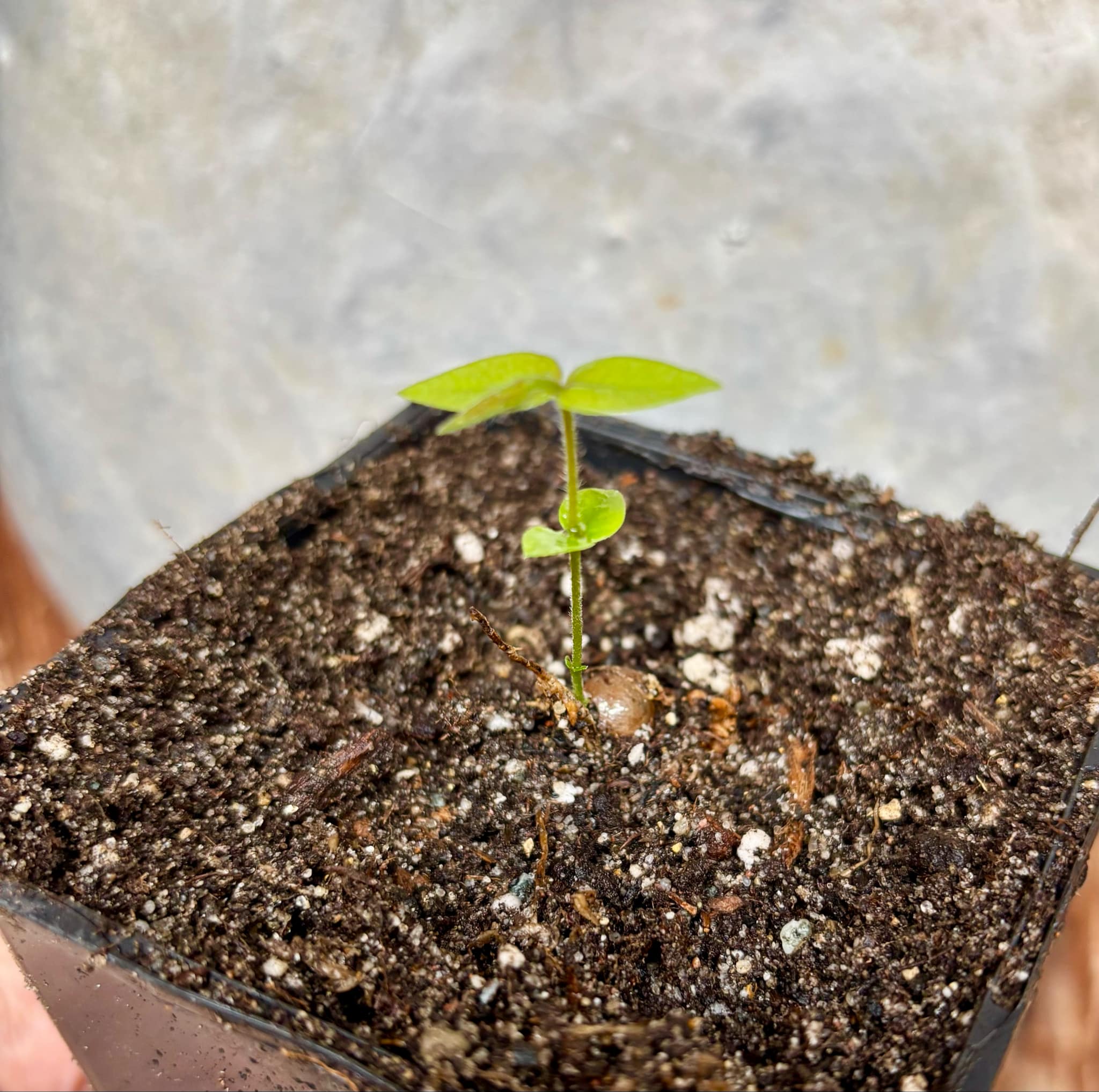 Myrciaria sp Cabeludinha preta (Blue Glomerata) - 1 small pottet seedling / 1 kleiner, getopfter Sämling Myrciaria sp Cabeludinha preta (Blue Glomerata) - 1 small pottet seedling / 1 kleiner, getopfter Sämling