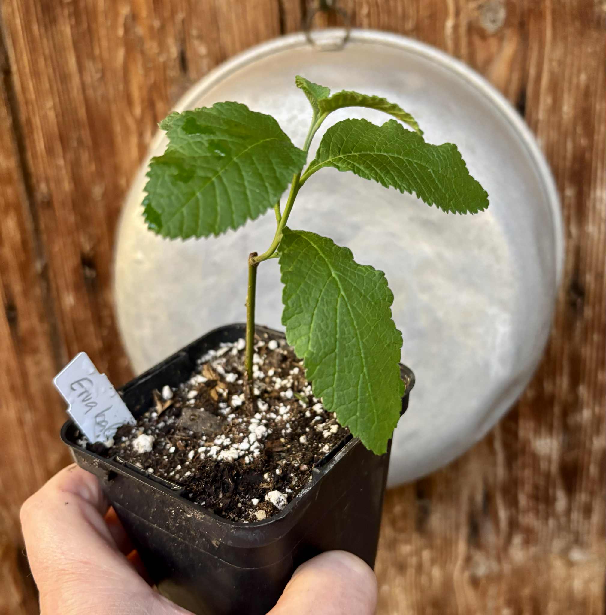 rooted cutting - Erva baleeira  (Cordia verbenacia) - 1 potted plant / 1 getopfte Pflanze