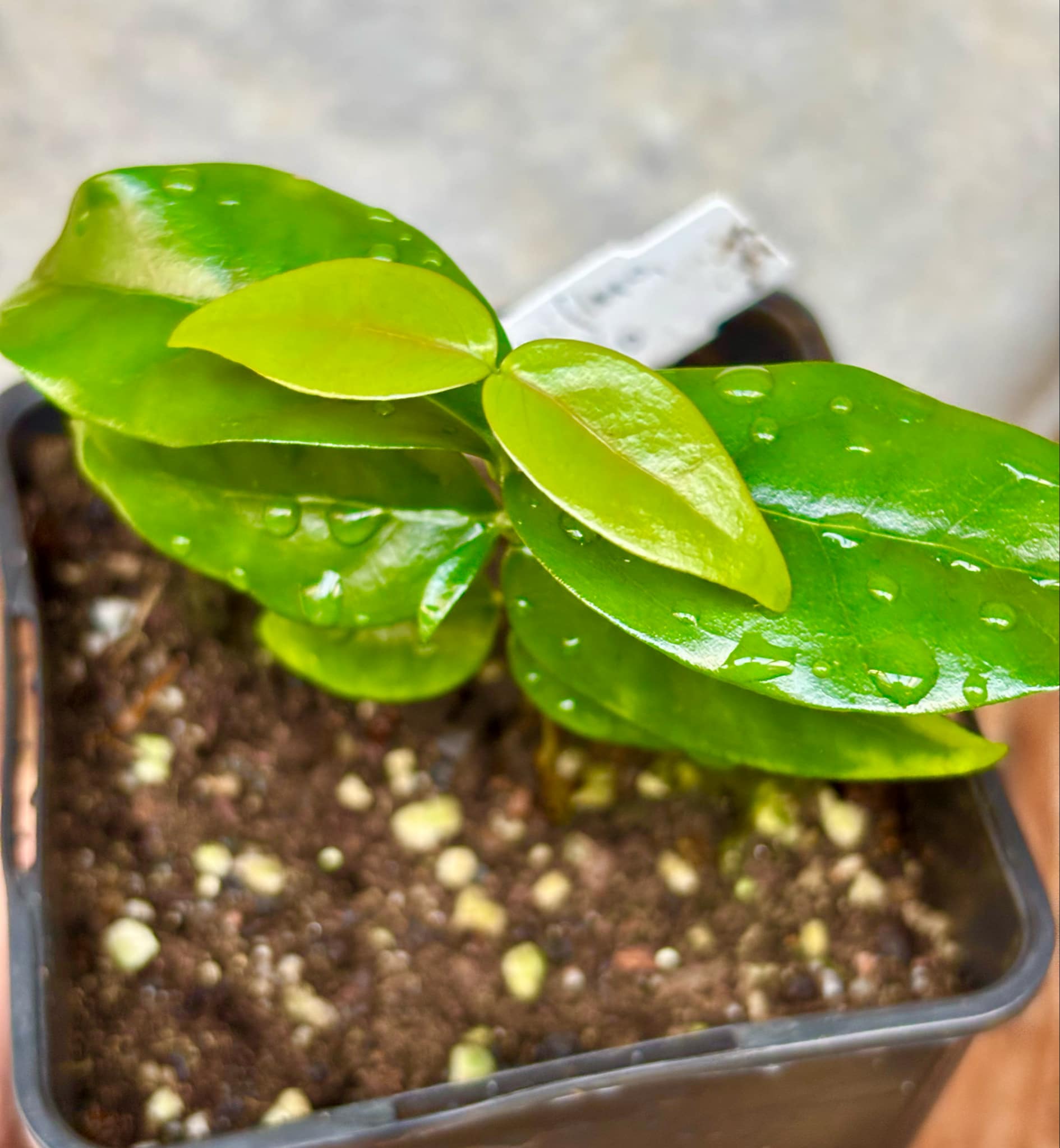 Eugenia uniflora var. Pitangao  - 1 small potted seedling / 1 kleiner, getopfter Sämling