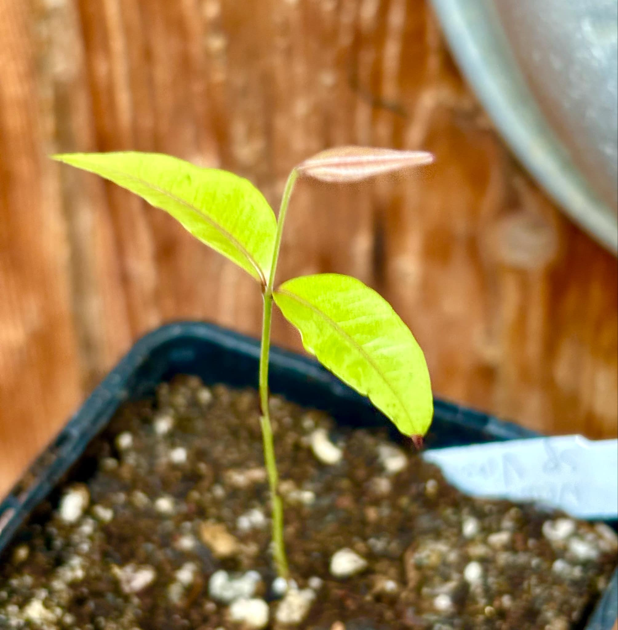 Neomitranthes sp Vinaceo - 1 small potted seedling / 1 kleiner, getopfter Sämling