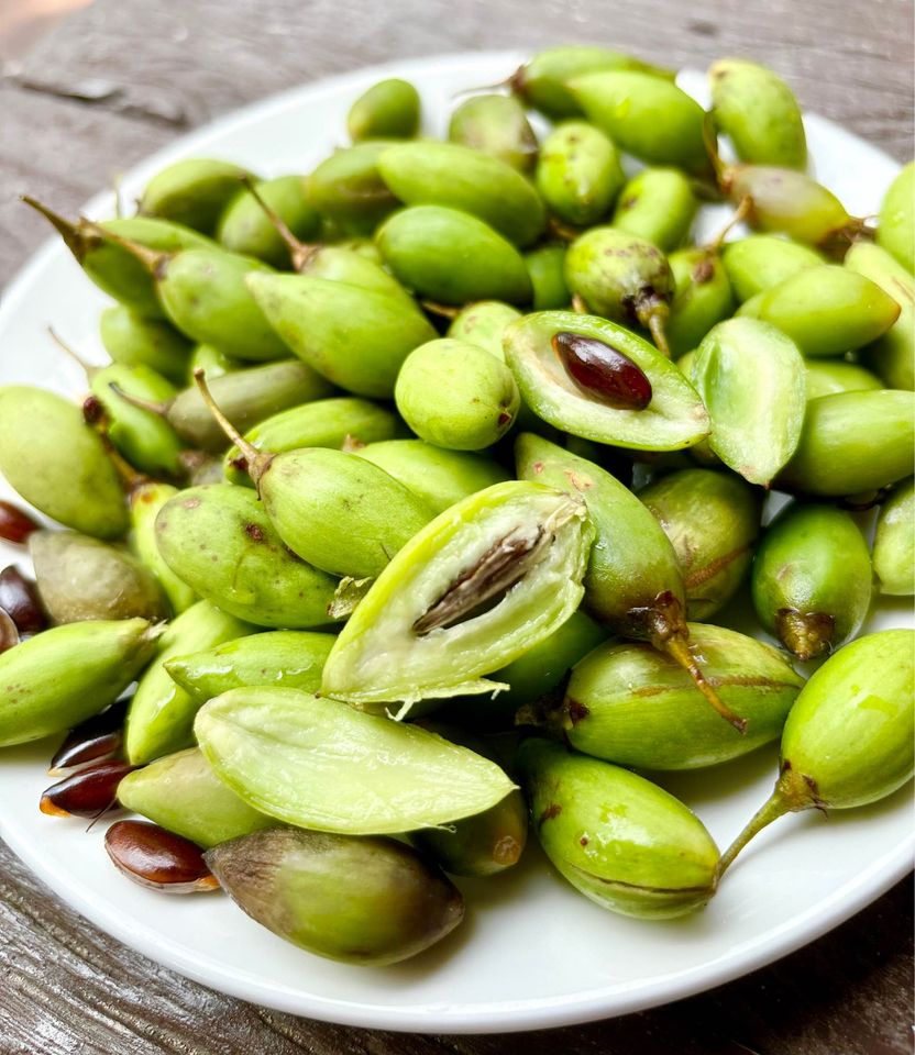 Madhuca thorelii - Mak Dauy Fruit -   1 germinated seed / 1 gekeimter Samen