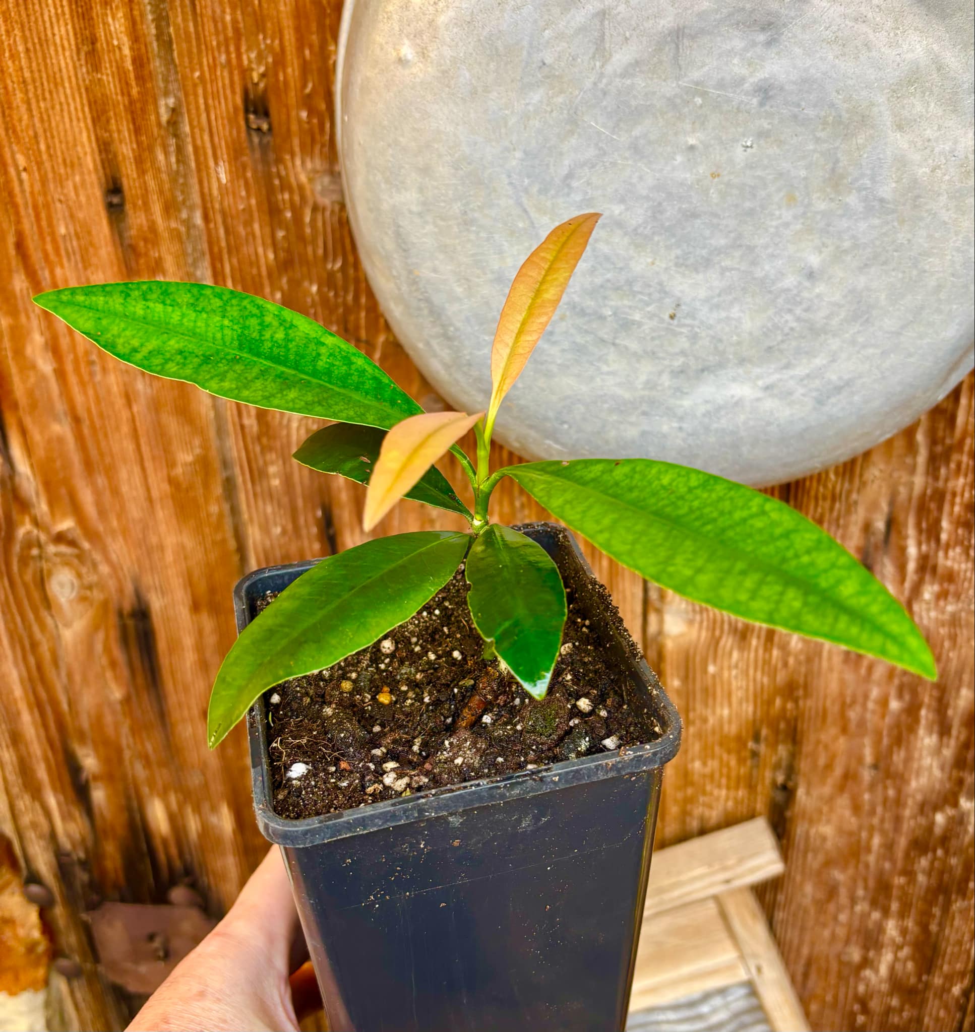 Garcinia sp. Luc's Garcinia - Garcinia sp Mexico - 1 potted plant / 1 getopfte Pflanze