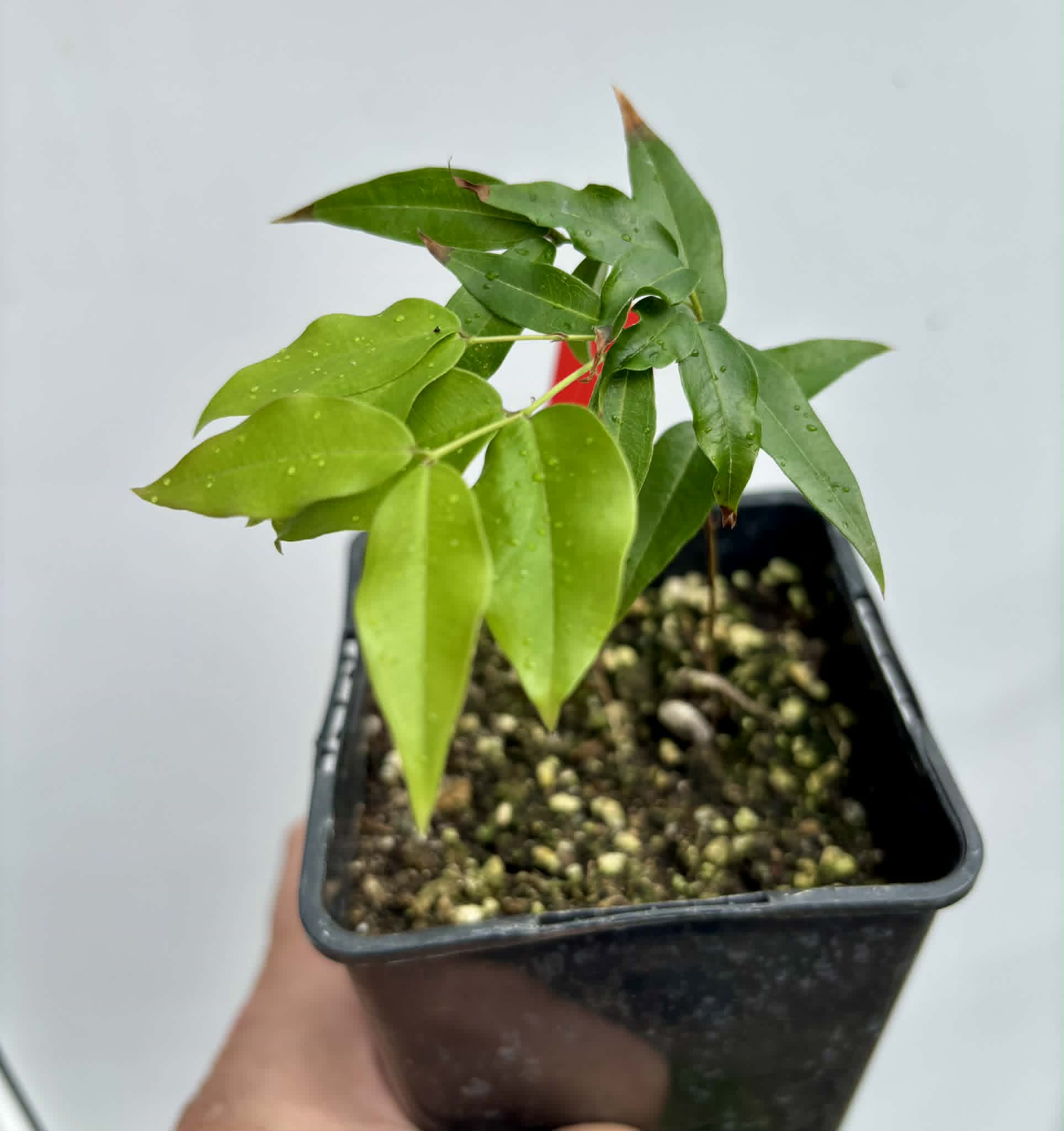 Plinia sp. do Frade - 1 potted seedling / 1 getopfter Sämling