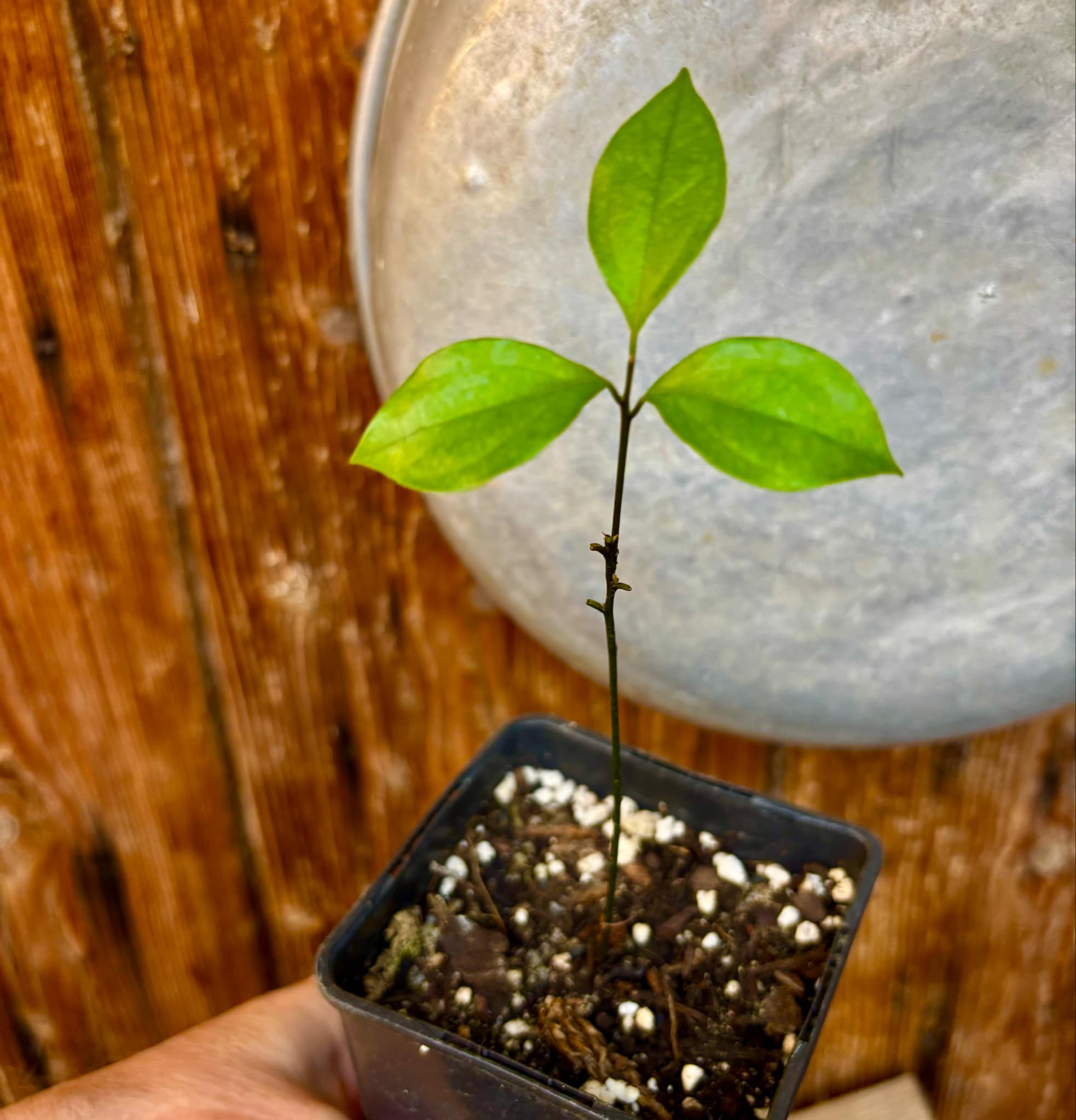 ZIMT - True Cinnamon (Cinnamomum verum) -  1 potted plant / 1 getopfte Pflanze 