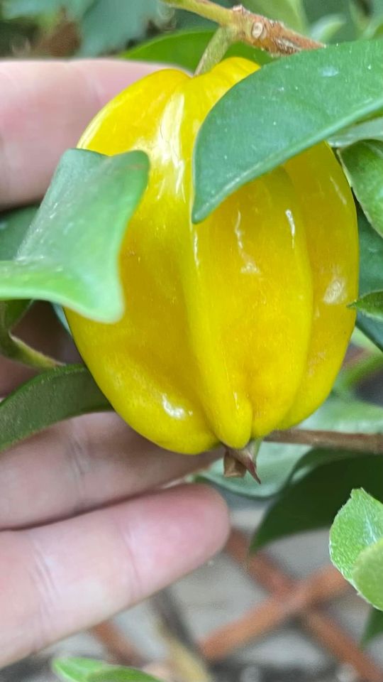 10 years old - Pitangatuba (Eugenia selloi)  - 1 potted plant / 1 getopfte Pflanze
