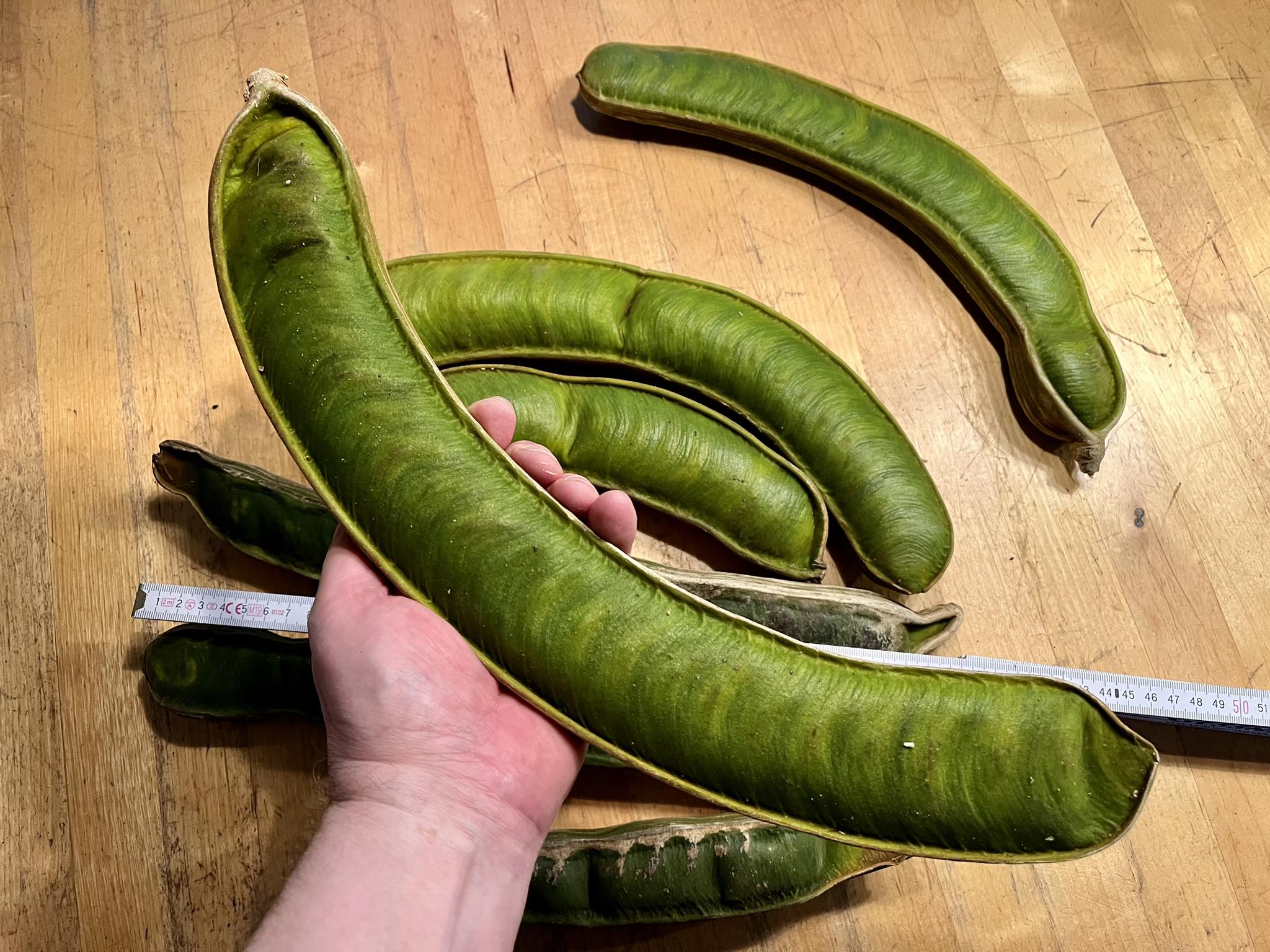 Inga spectabilis - Machete Ice cream bean - 1 potted plant / 1 getopfte Pflanze