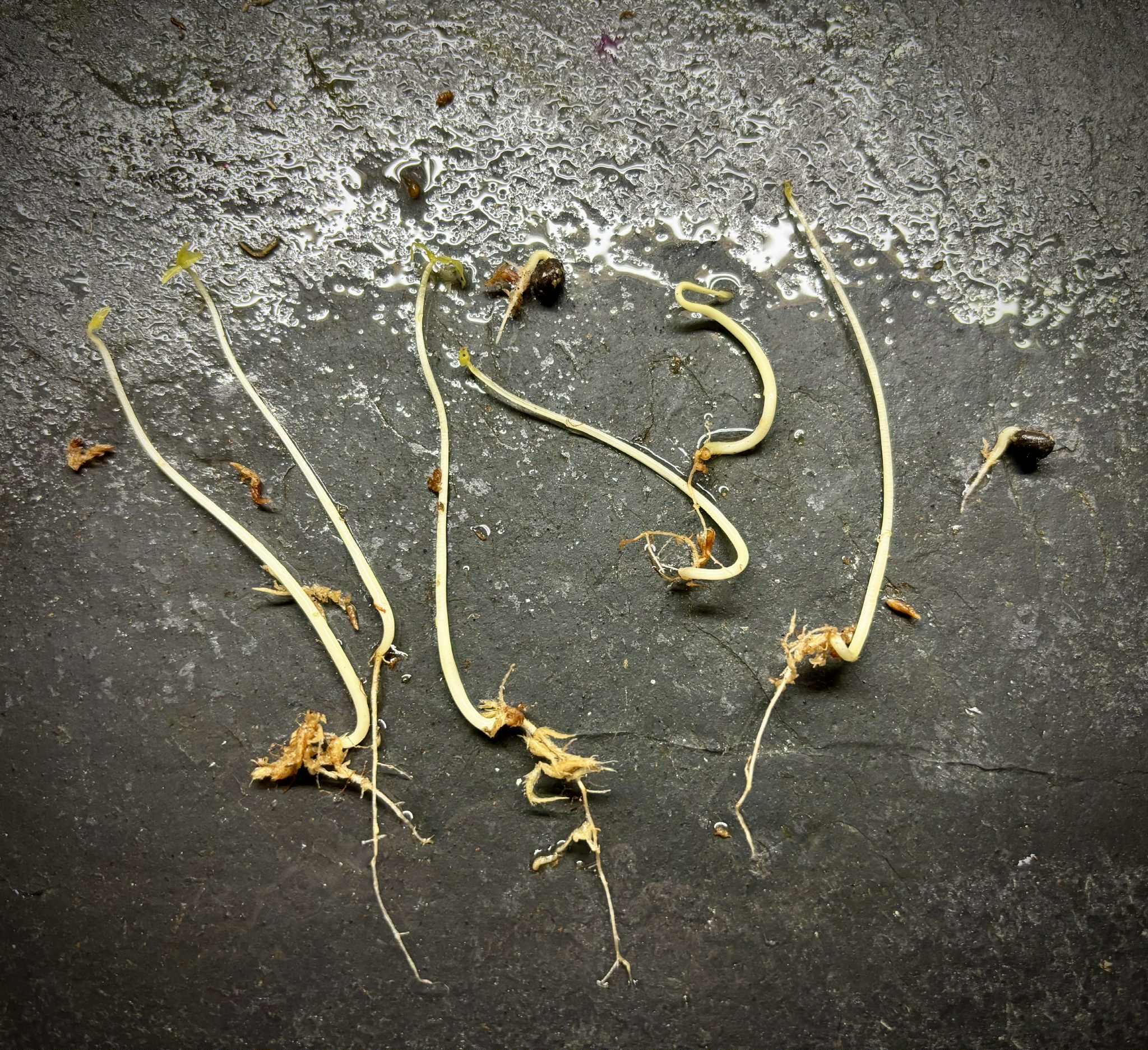 Psidium sp Aporá - 1 germinated seed / 1 gekeimter Samen