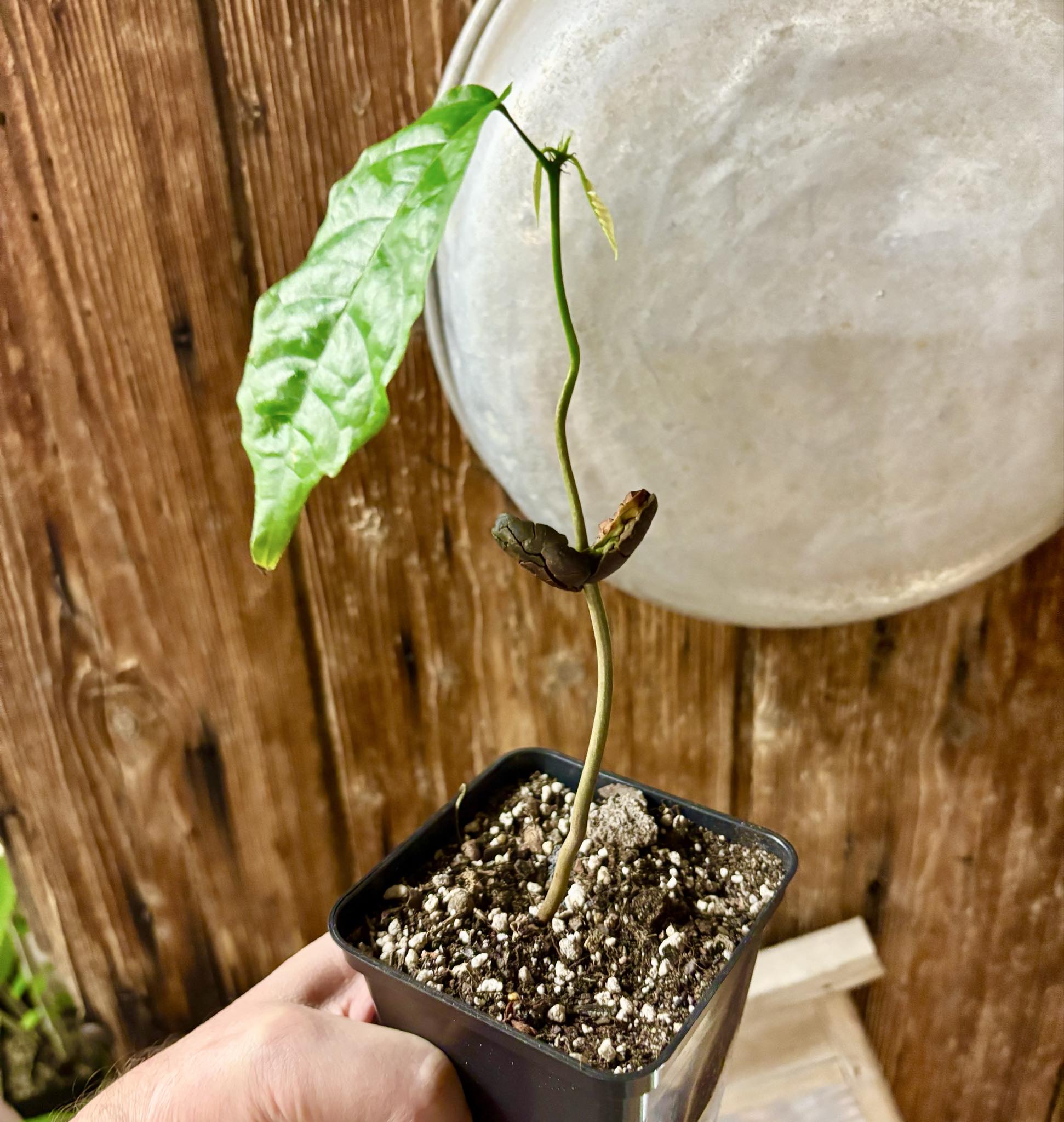 Cocoa - Kakao (Theobroma cacao) var. Trinitario - 1 potted seedling / 1 getopfter Sämling