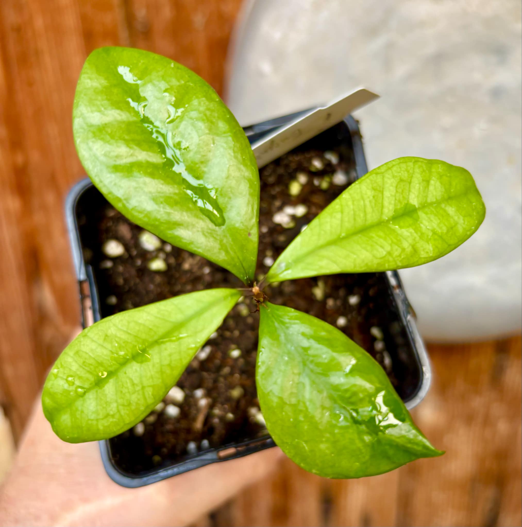 last plant - Eugenia mosenii -  1 small potted seedling / 1 kleiner, getopfter Sämling