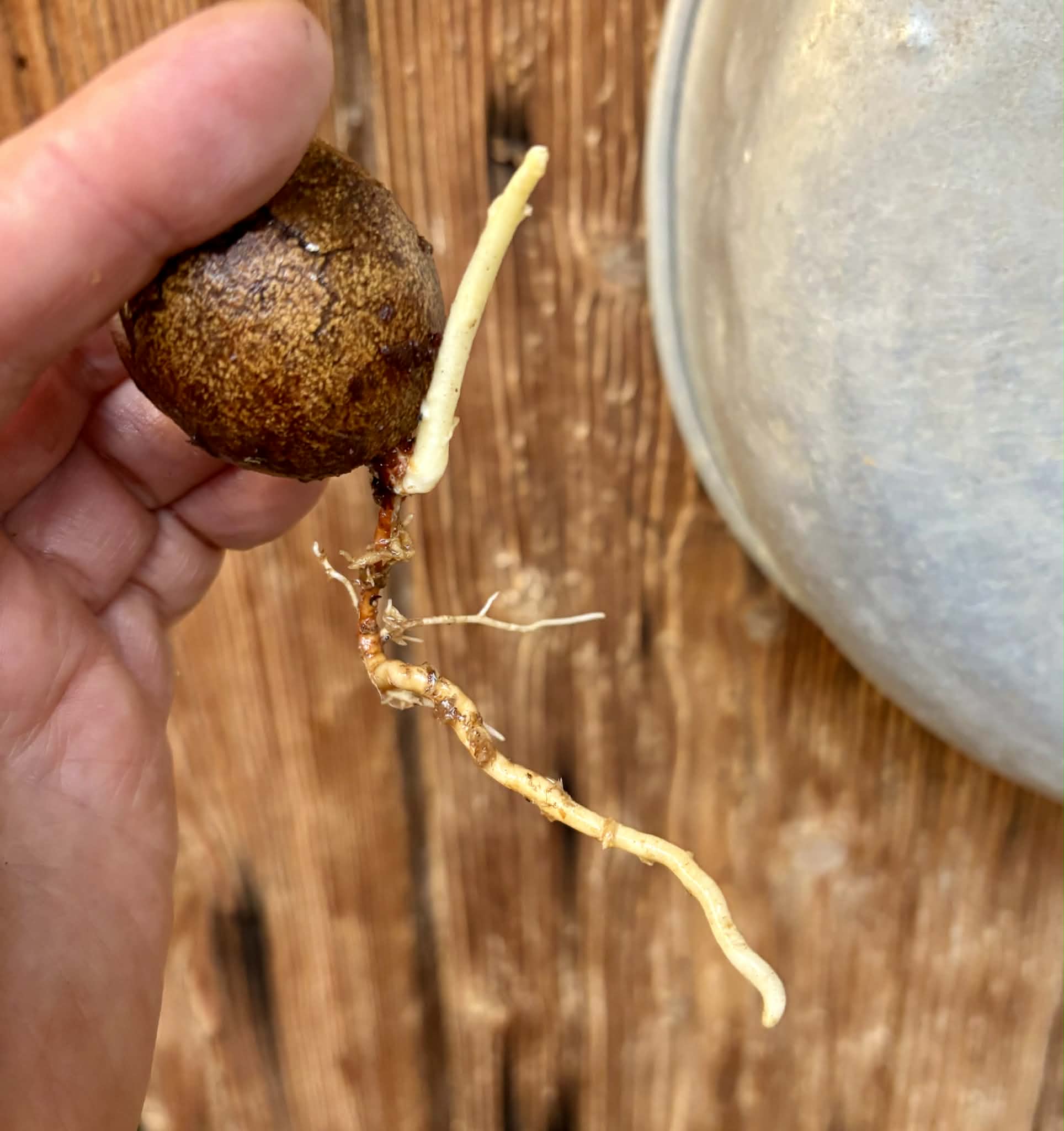 Eugenia sp Laranja Camamu - 1 germinated seed / 1 gekeimter Samen