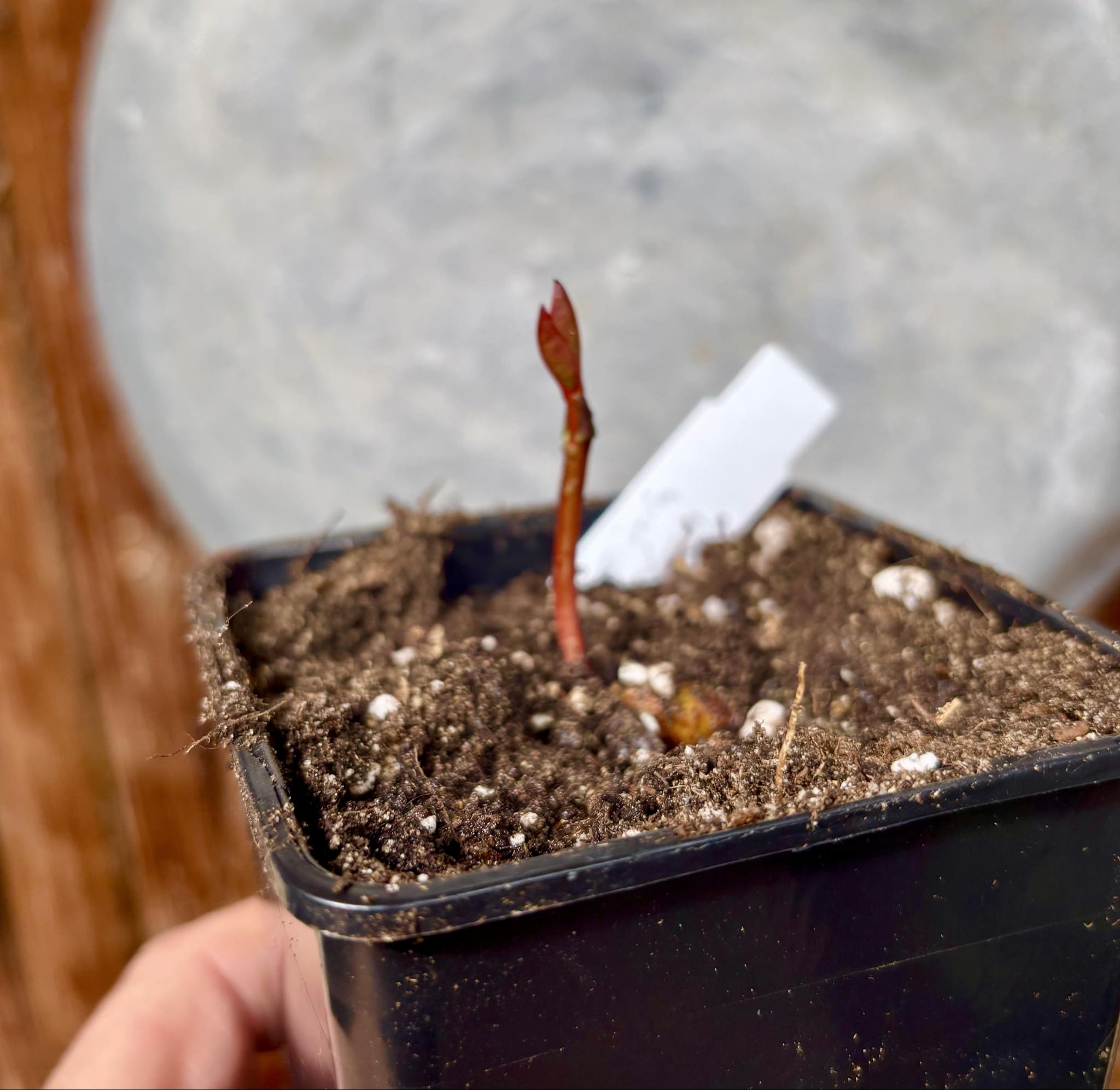 Garcinia  mangosteen - Mangosteen / Mangostane - 1 potted seedling / 1 getopfter Sämling