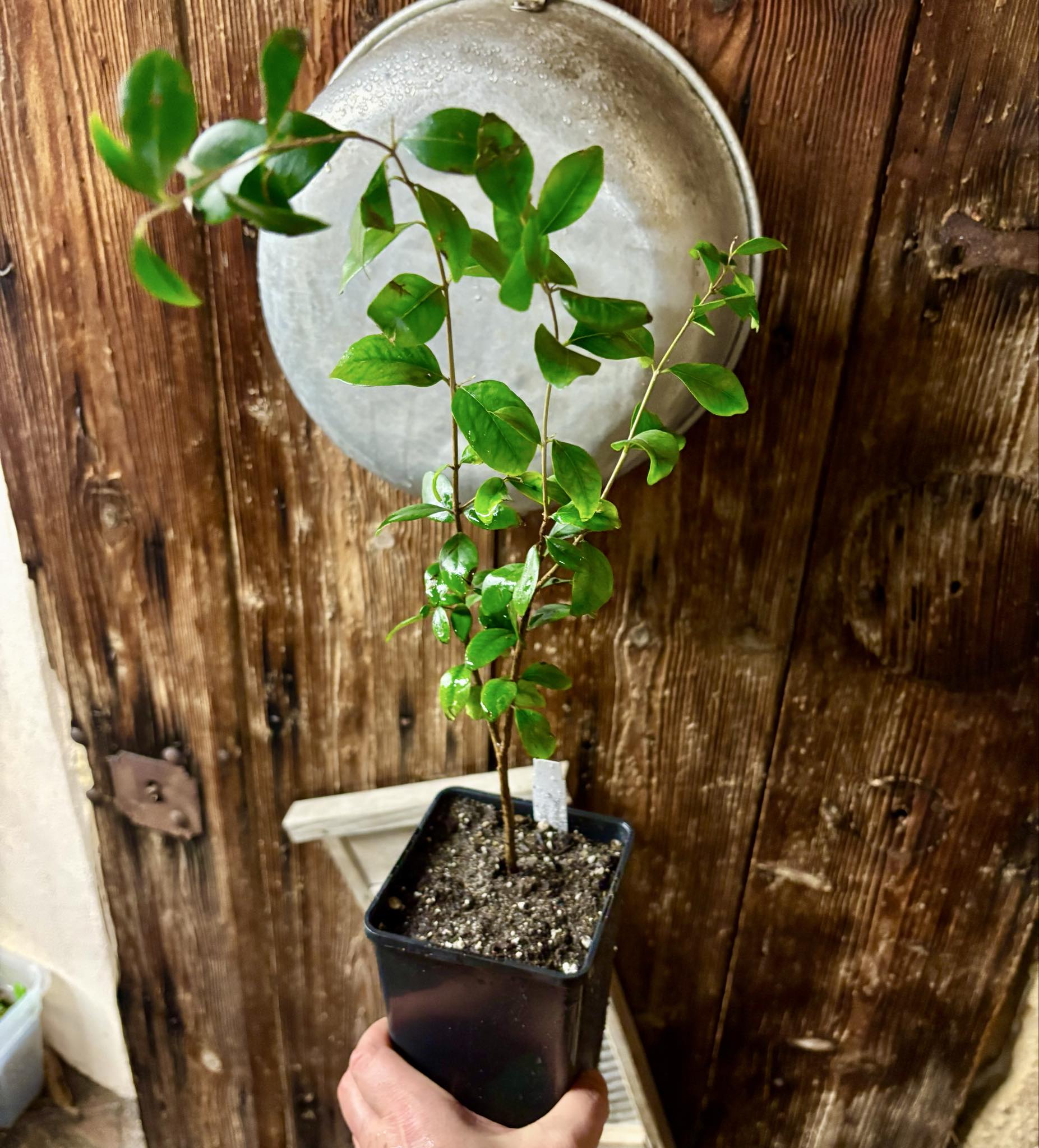  three years old - Eugenia repanda - 1 potted plant / 1 getopfte Pflanze