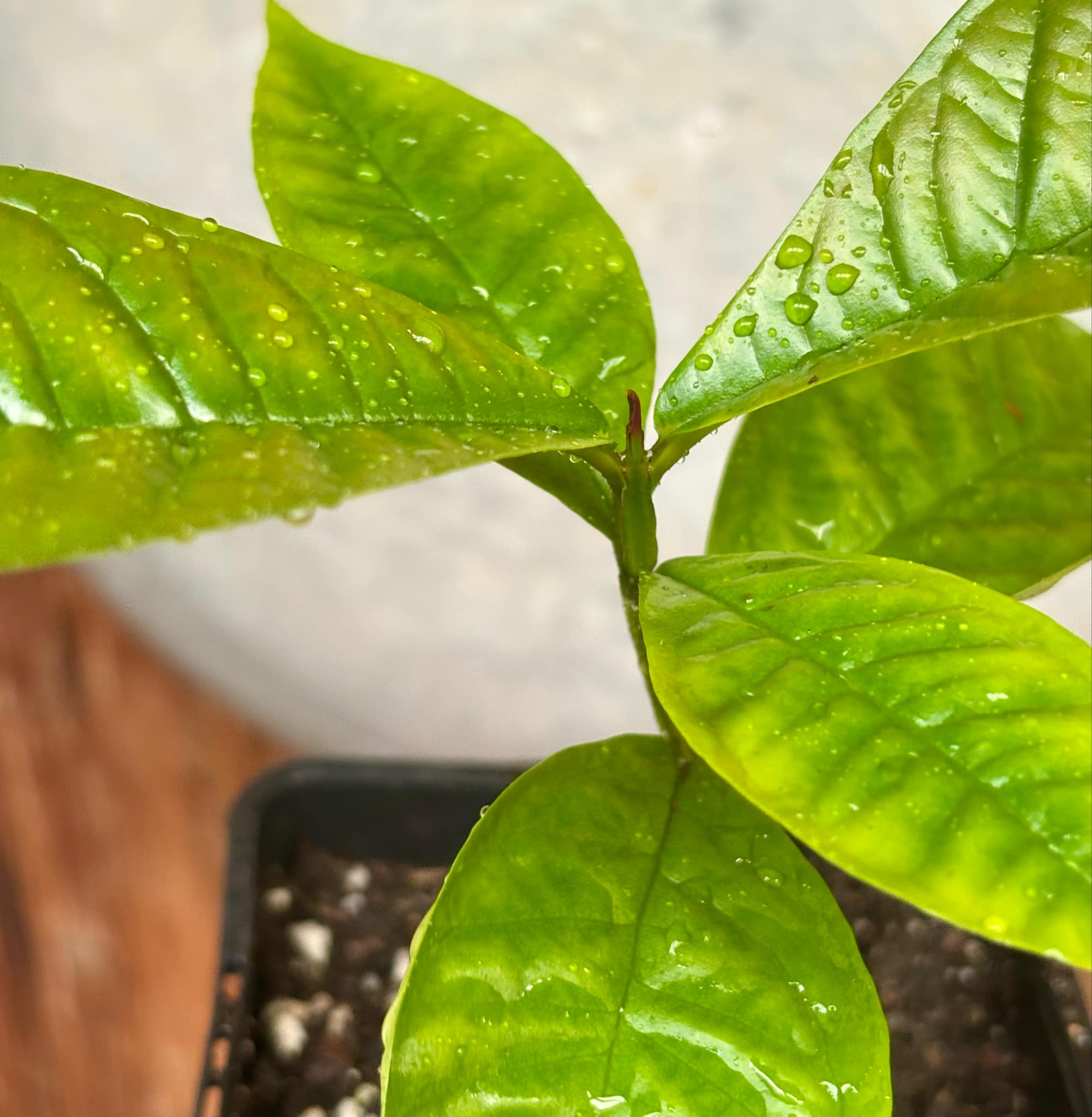 Gowok (Syzygium polycephalum) - 1 small potted seedling / 1 kleiner, getopfter Sämling Gowok (Syzygium polycephalum) - 1 small potted seedling / 1 kleiner, getopfter Sämling