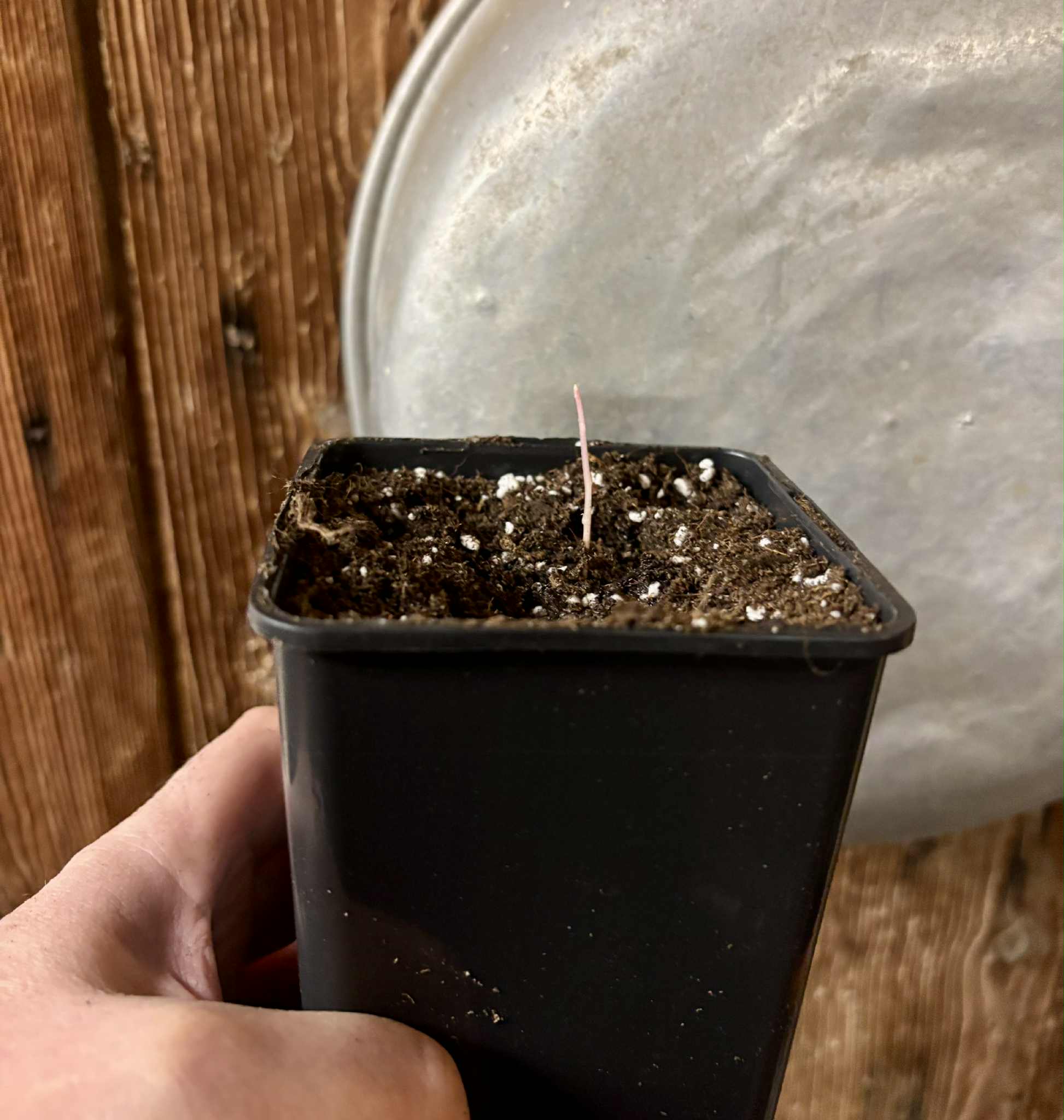 Mirinda (Eugenia sp Laranja do Rio de Janeiro) - 1 potted seedling / 1 getopfter Sämling