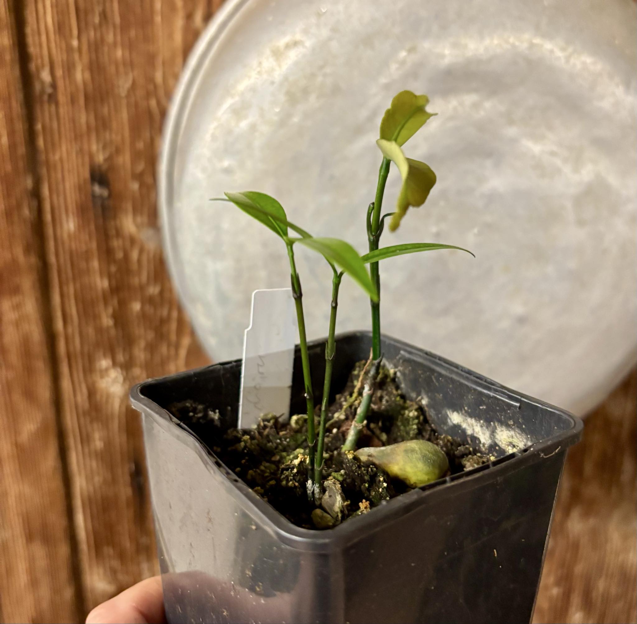 2 in 1 pot - Garcinia humilis  - Achachairu - 1 small potted seedling / 1 kleiner, getopfter Sämling