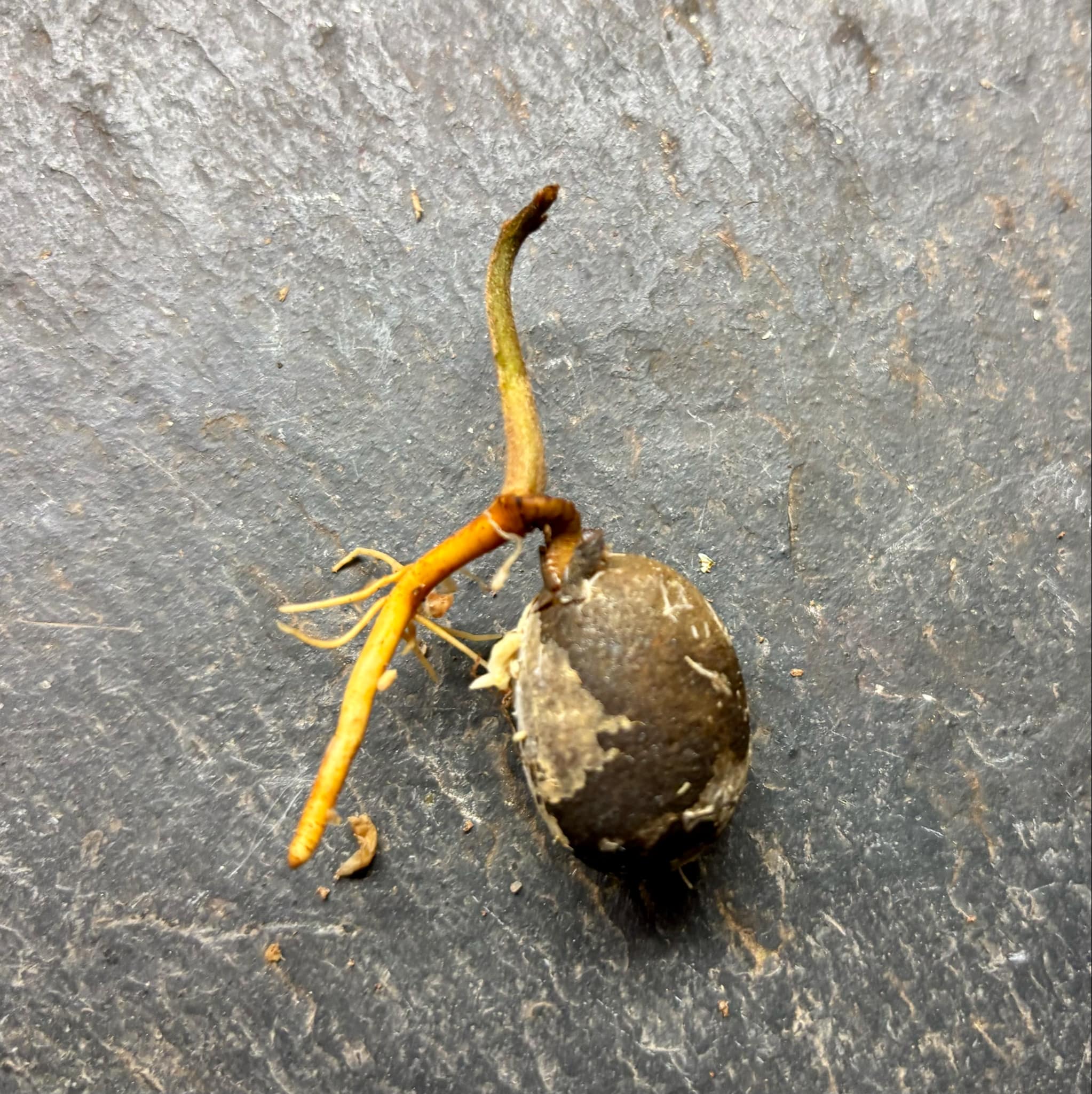 Pouteria procera - 1 germinated seed / 1 gekeimter Samen