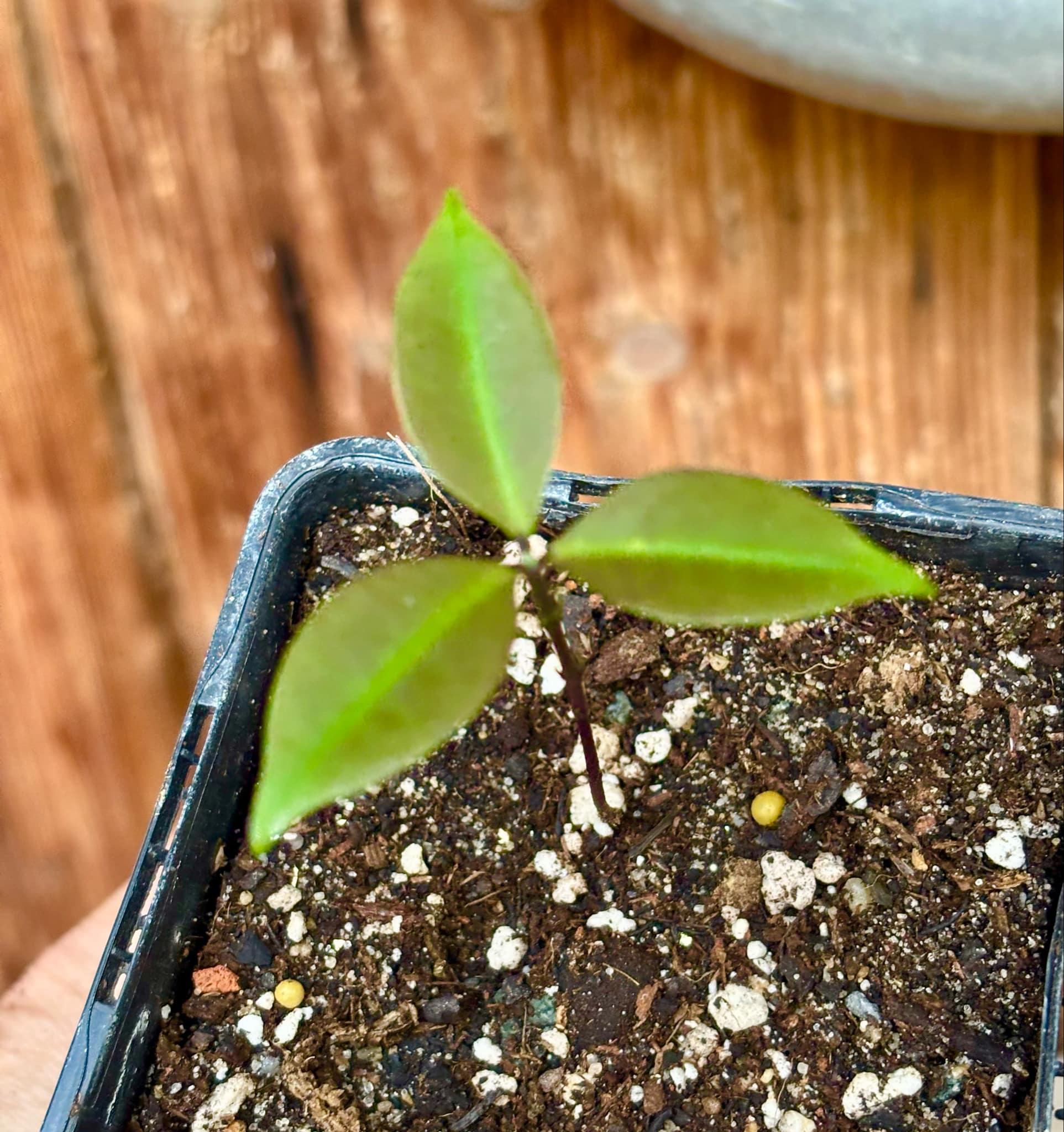 Eugenia sp Sementes branca Polpa roxa -  1 small potted seedling / 1 kleiner, getopfter Sämling