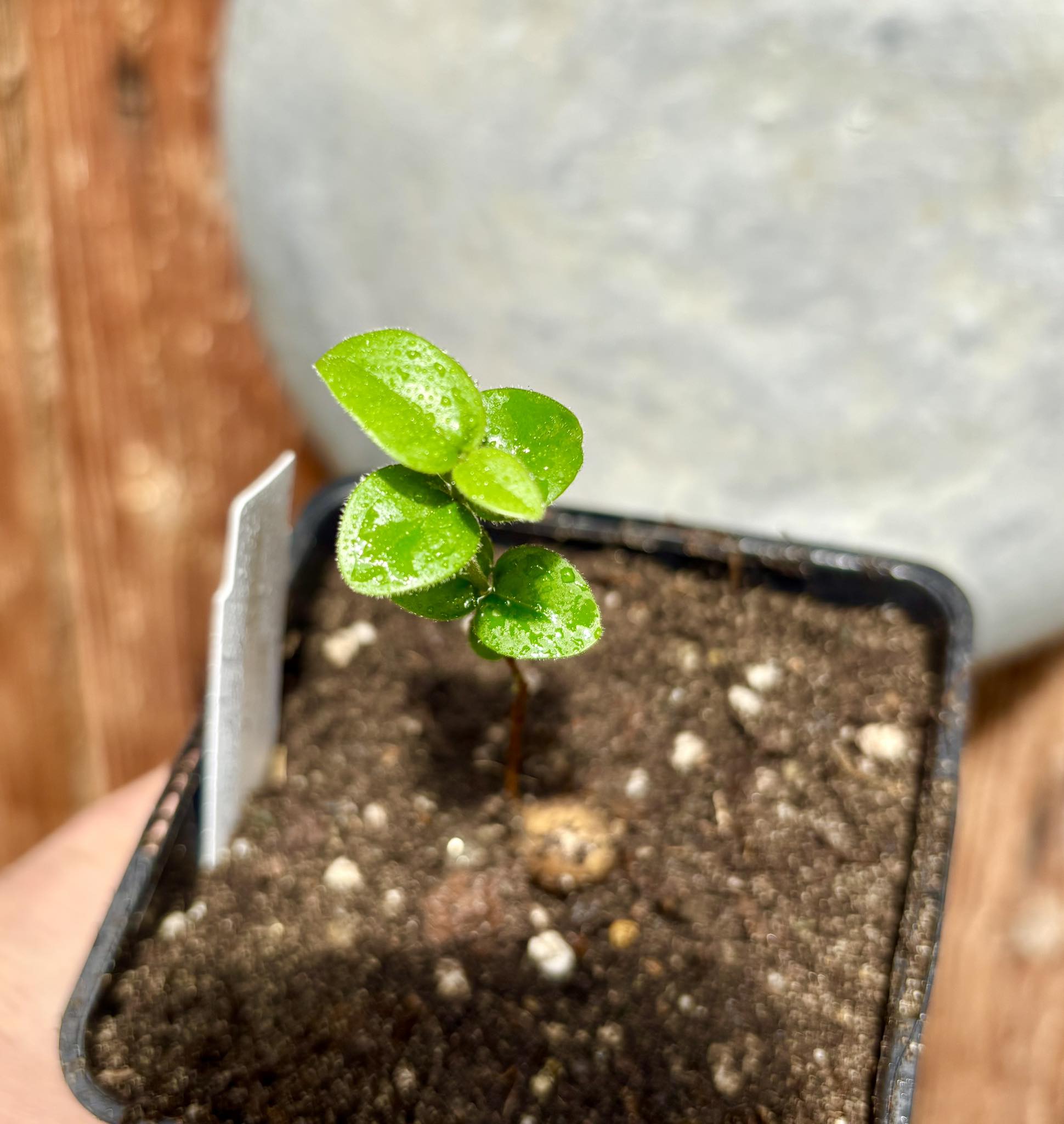 Eugenia selloi - Pitangatuba -  1 small potted seedling / 1 kleiner, getopfter Sämling