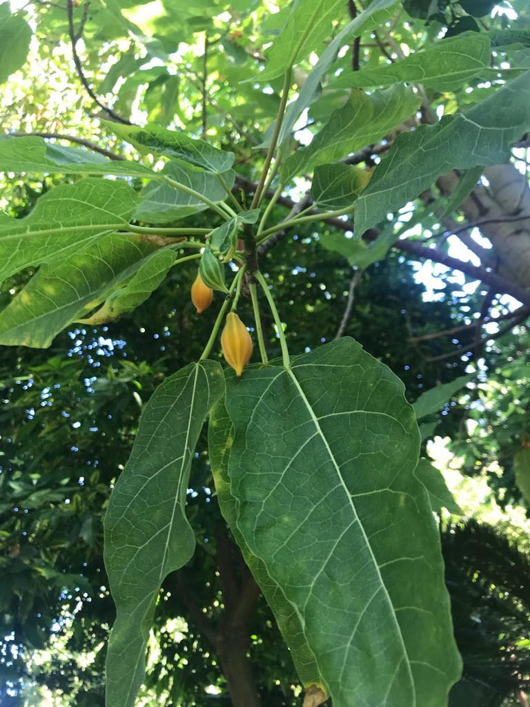 Oakleaf Papaya (Carica querzifolia) -  1 potted plant / 1 getopfte Pflanze