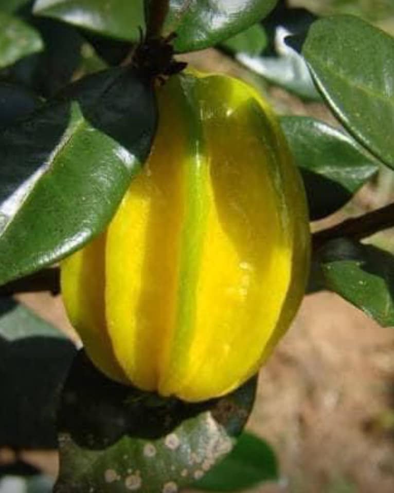 Eugenia selloi - Rare exotic plant - Seltene exotische Pflanze