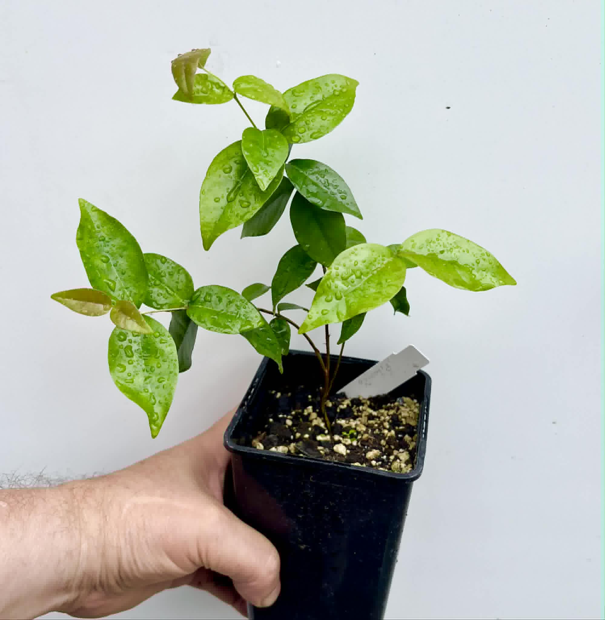 Eugenia uniflora var. Gigante Pitangao  - 1 potted seedling / 1 getopfter Sämling