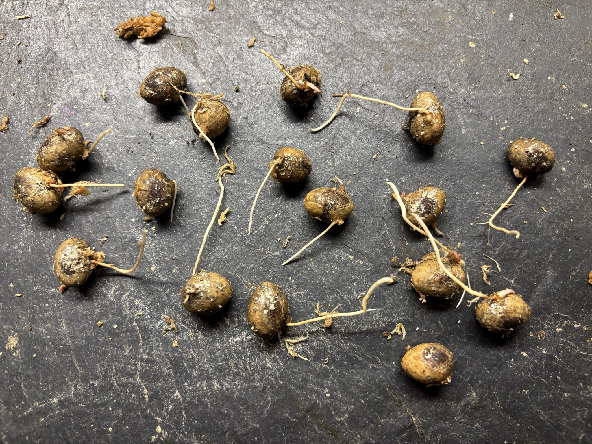 Eugenia sp Sabor Manga - 1 germinated seed / 1 gekeimter Samen