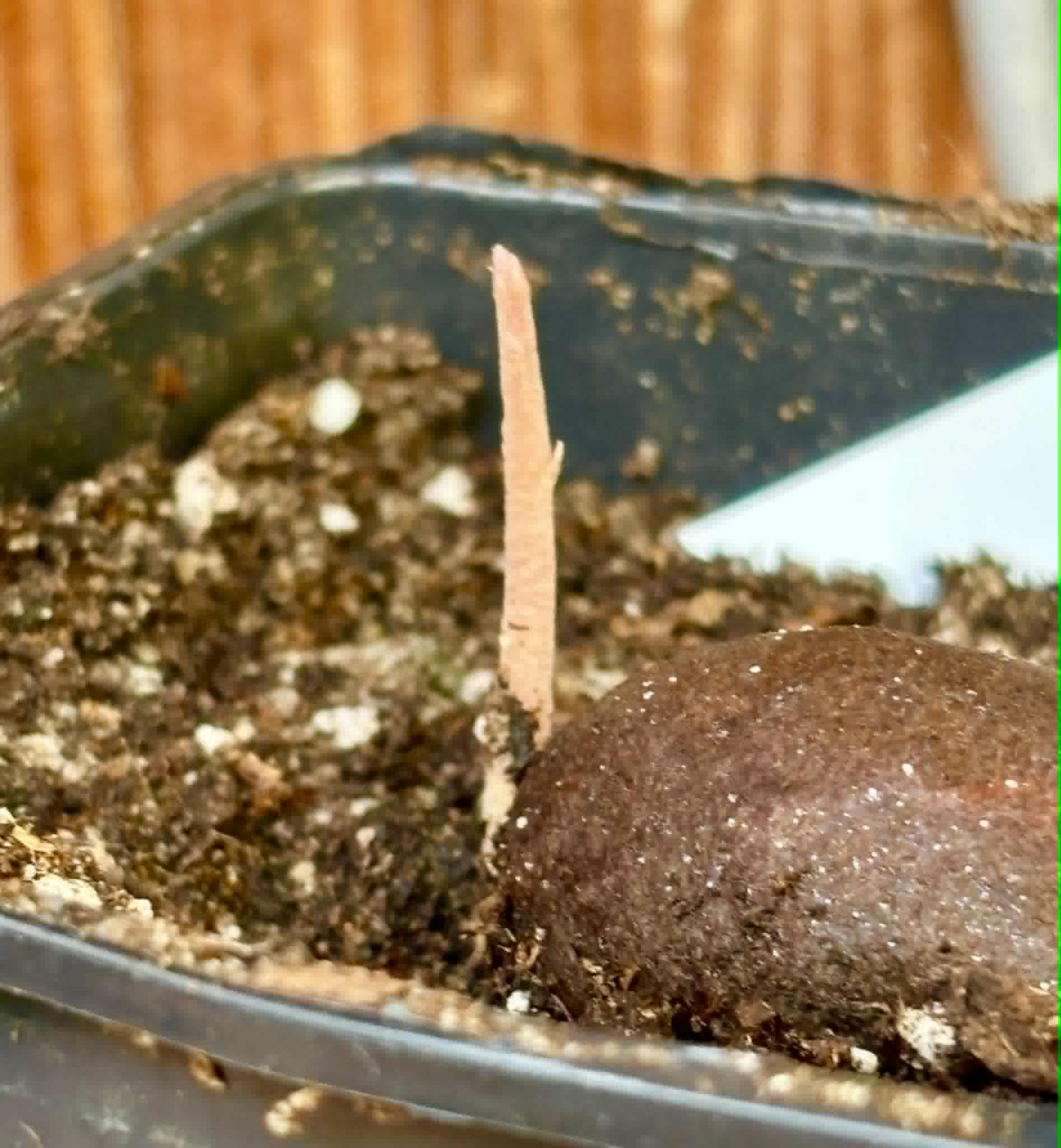 Eugenia sp Carambola - 1 potted seedling / 1 getopfter Sämling