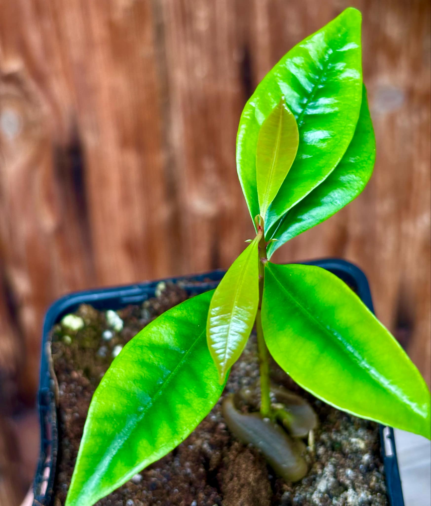 Syzygium aromaticum - Clove - Gewürznelke - 1 small potted seedling / 1 kleiner, getopfter Sämling