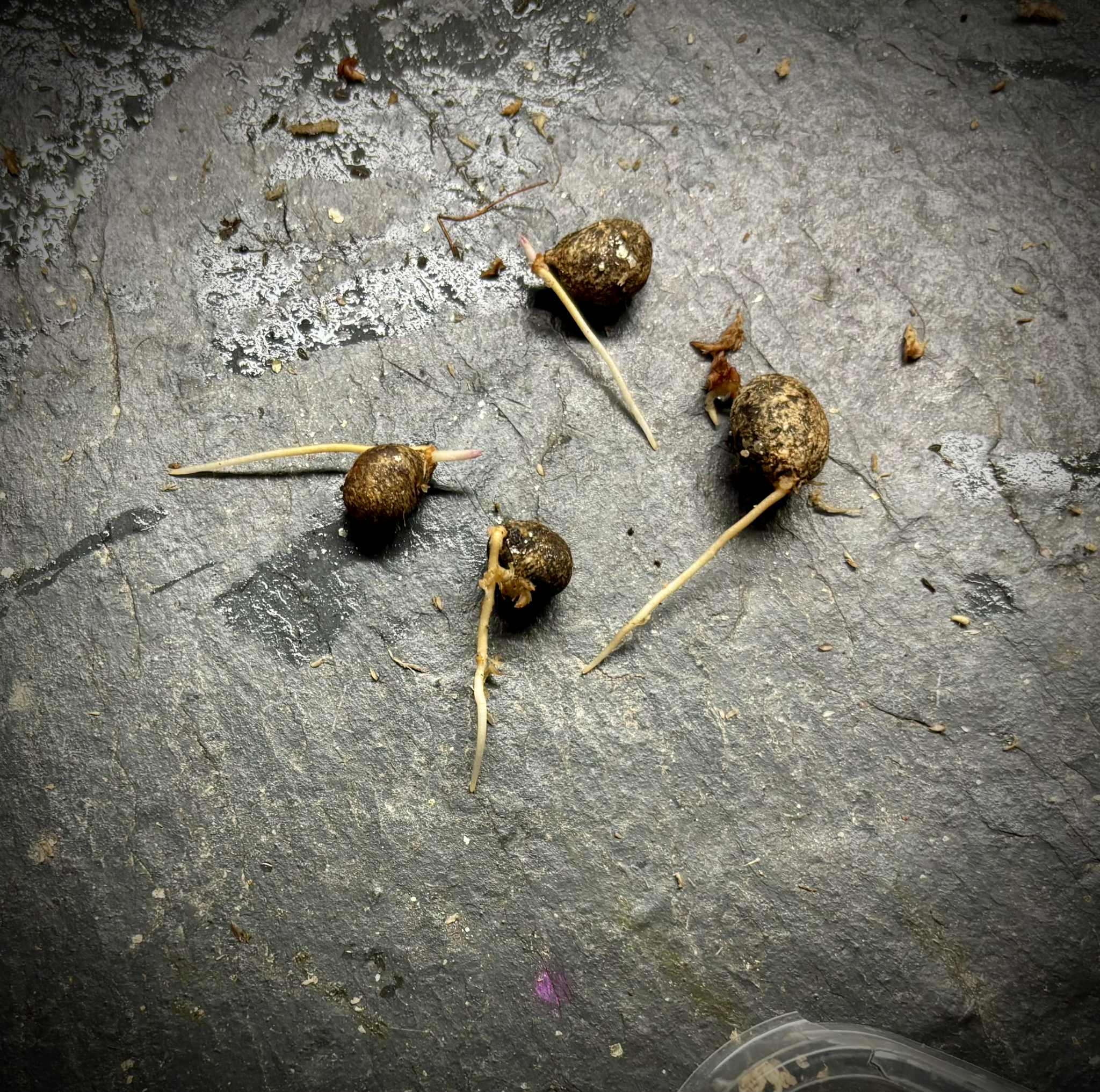 Eugenia sp Roxa do Rio - 1 germinated seed / 1 gekeimter Samen