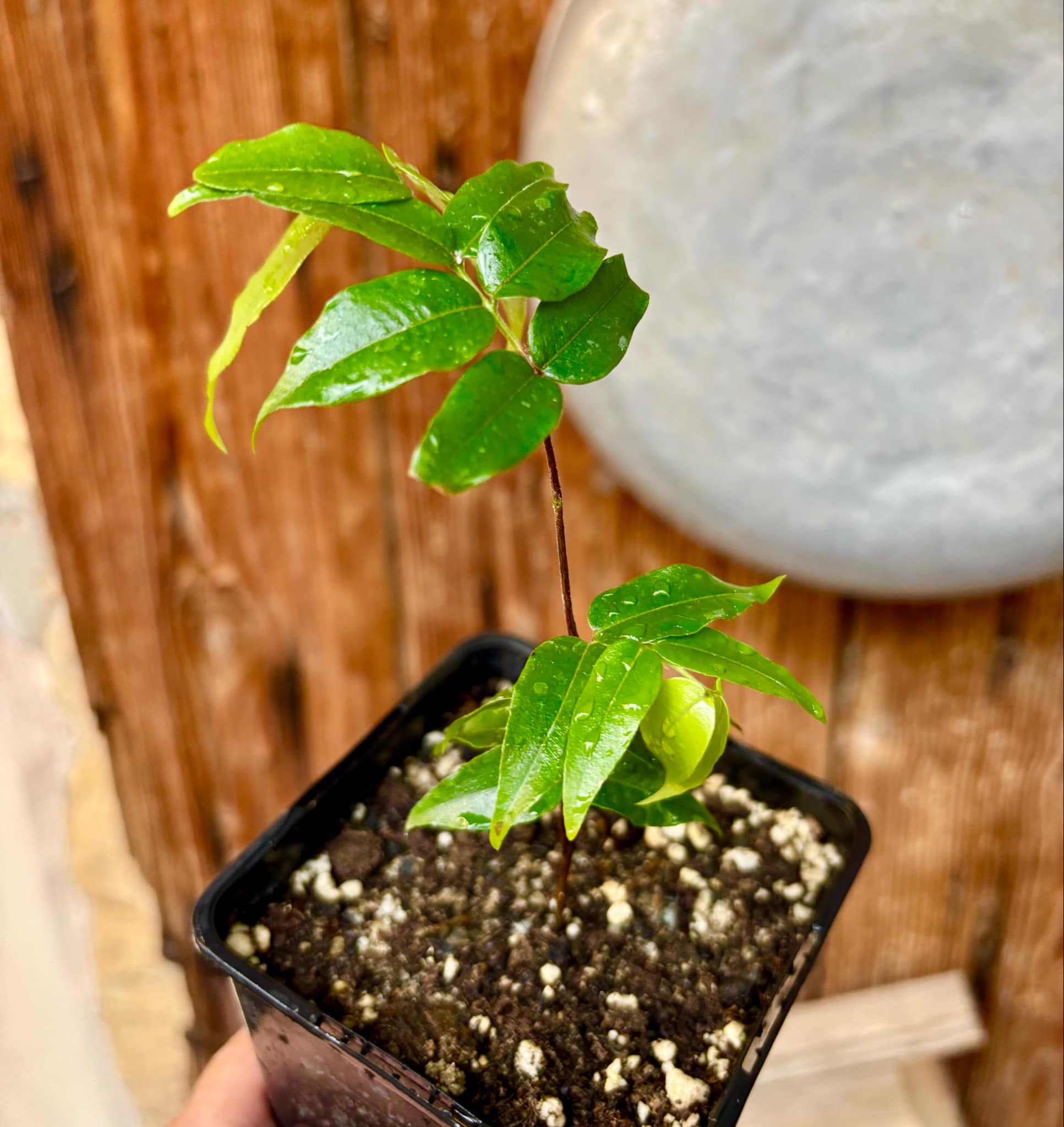 Myrciaria sp Jaboticaba - 1 potted plant / 1 getopfte Pflanze