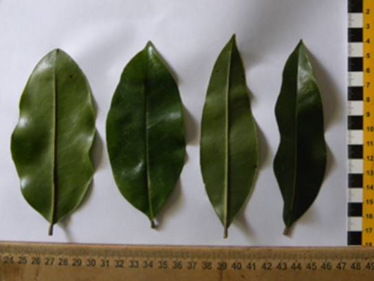 Duguetia aff. lanceolata - Pindauva Roxa -   1 germinated seed / 1 gekeimter Samen