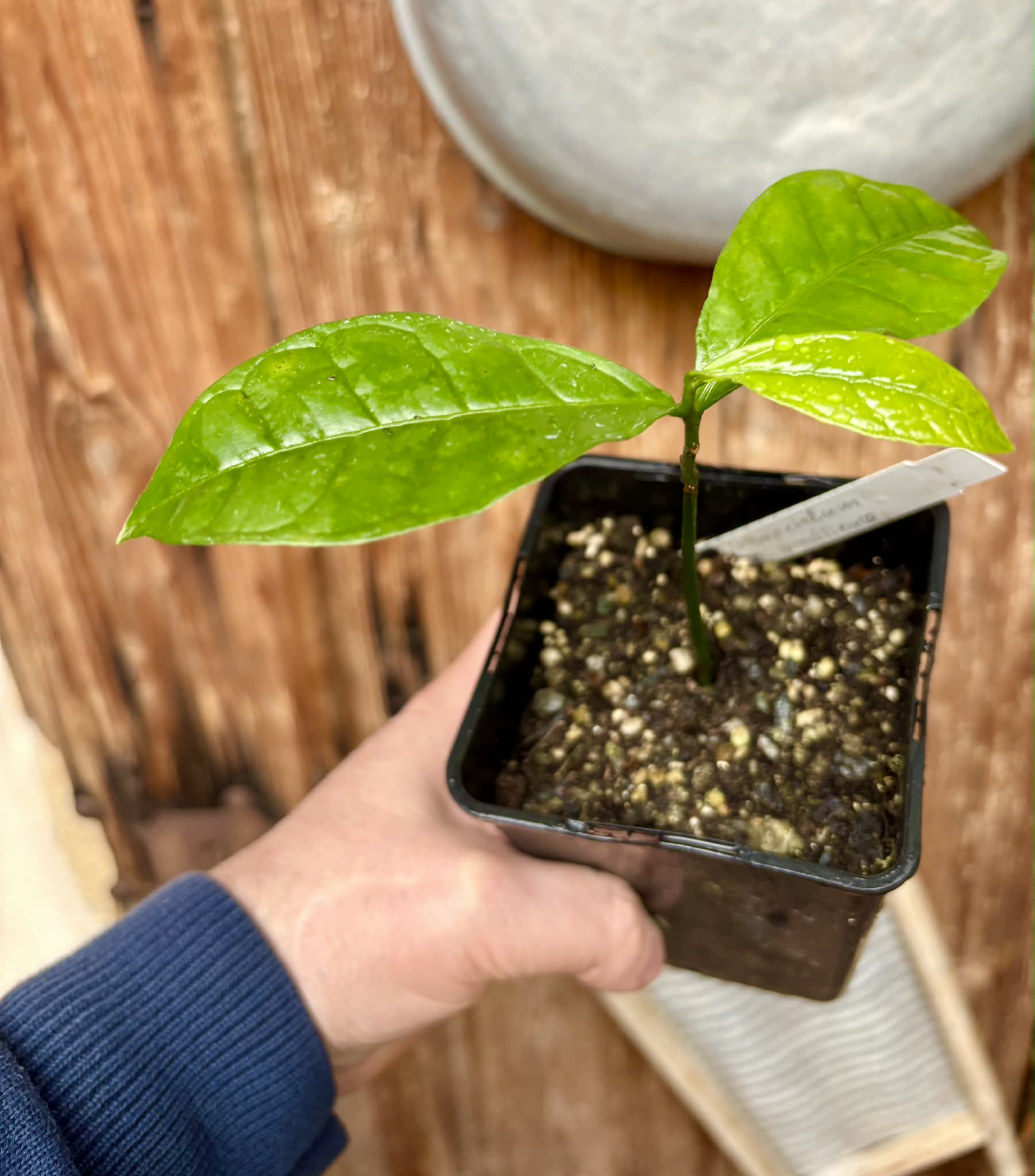 Cymbopetalum brasiliensis - 1 potted seedling / 1 getopfter Sämling